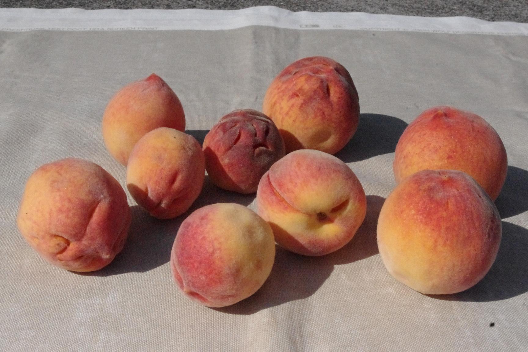 Small, unmarketable fruit (left) compared to normal-sized fruit (right). 