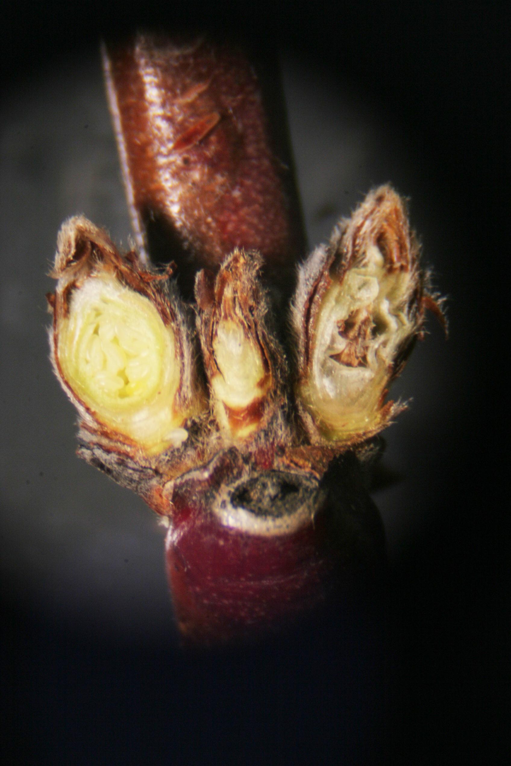Winter injured flower bud (right) and healthy bud (left). 