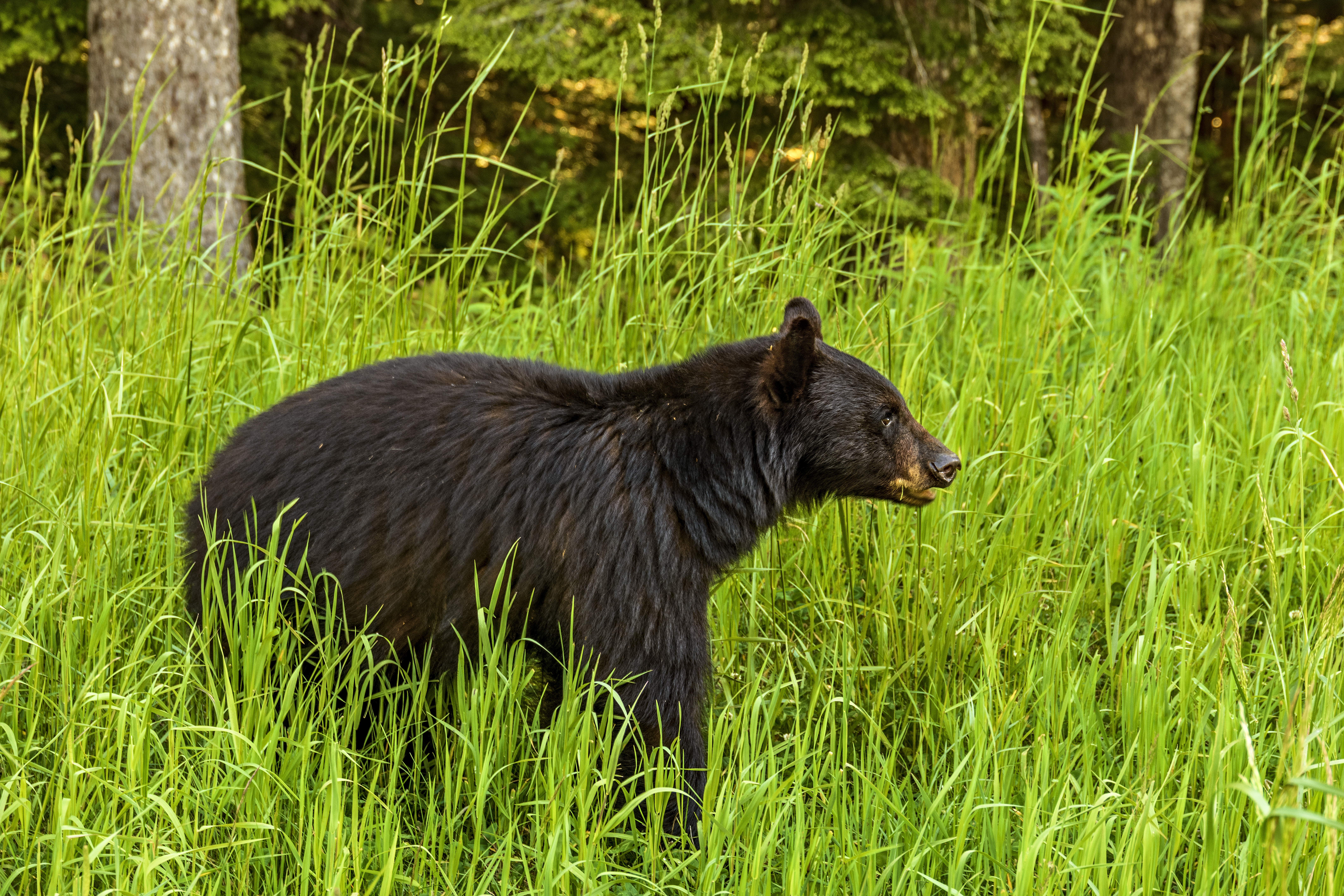 Black bear (Photo: U.S. National Parks System)