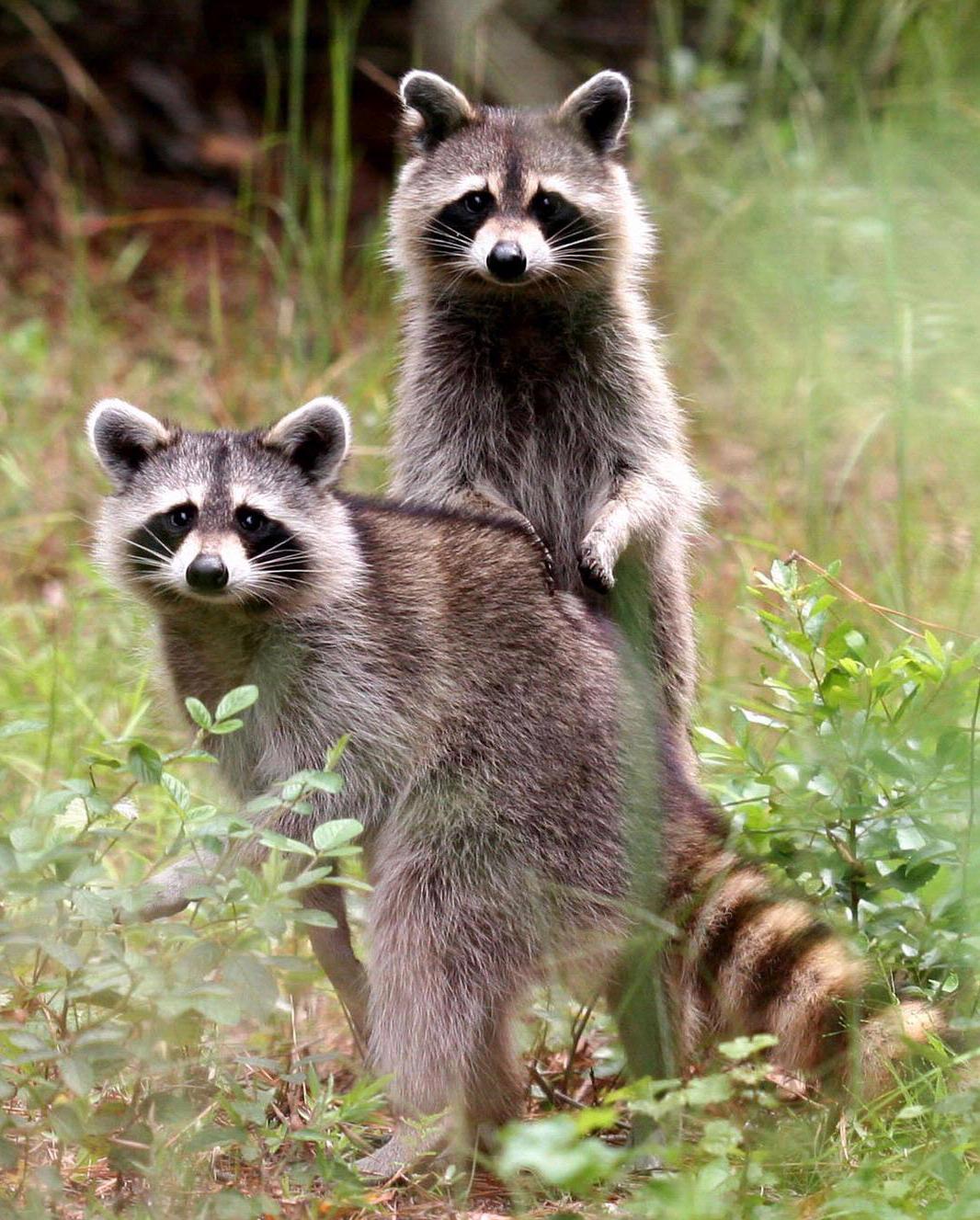 Raccoons, skunks, and opossums (Photo: Johnny N. Dell, Bugwood.org)