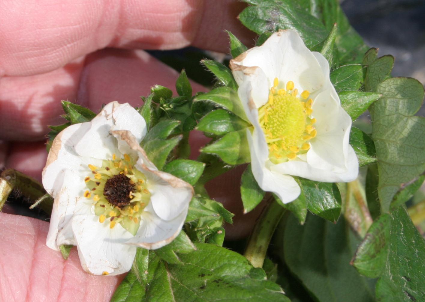 Flower with freeze injury (left) compared to uninjured flower (right) (Strang, UKY)