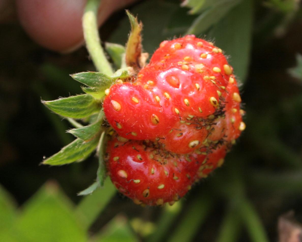 Frost damage to fruit (Strang, UKY)