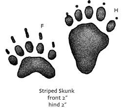 Striped skunk tracks. 