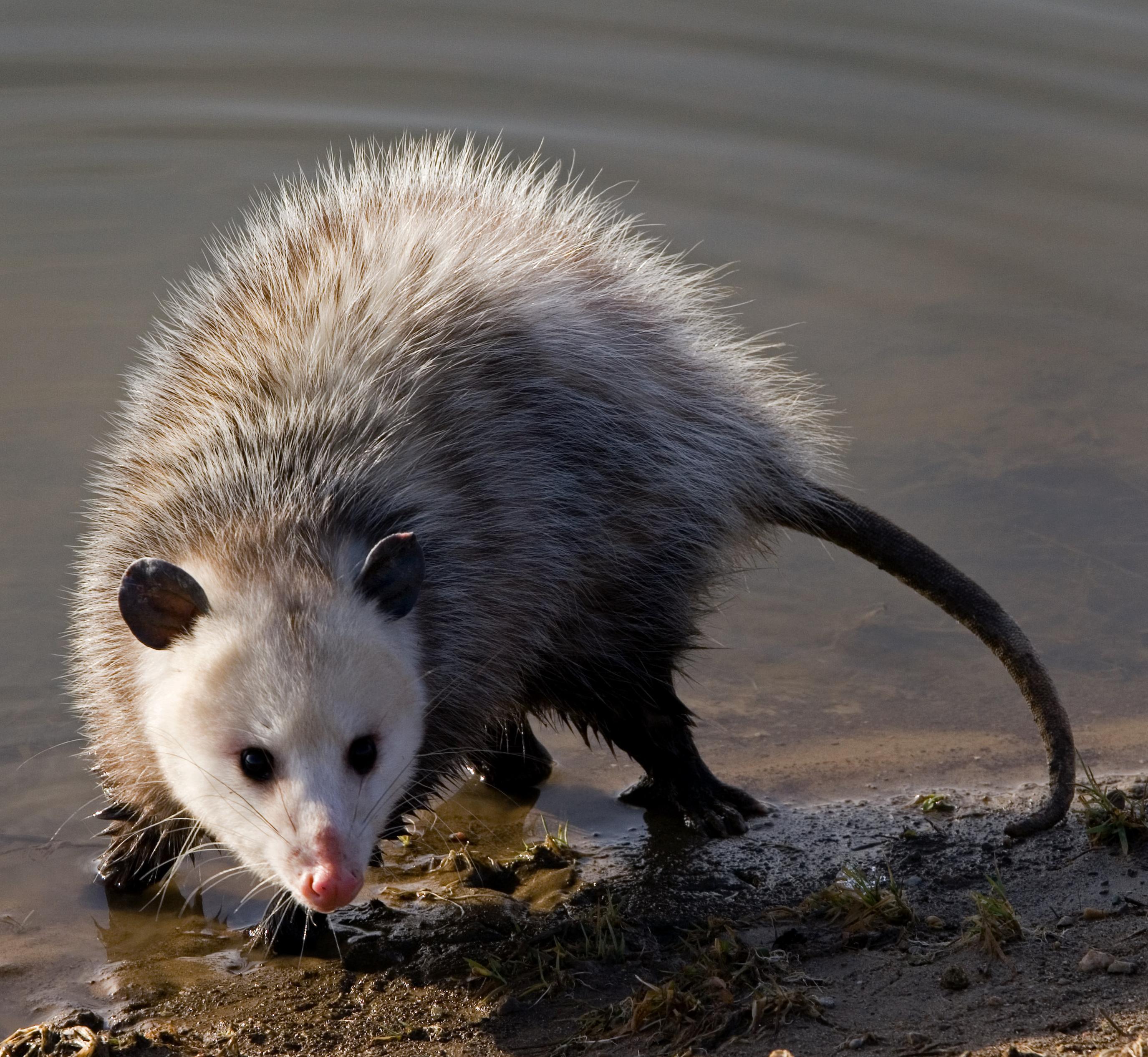 Opossum. 
