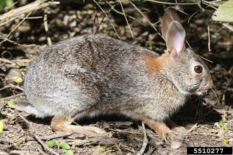Eastern cottontail rabbit. 