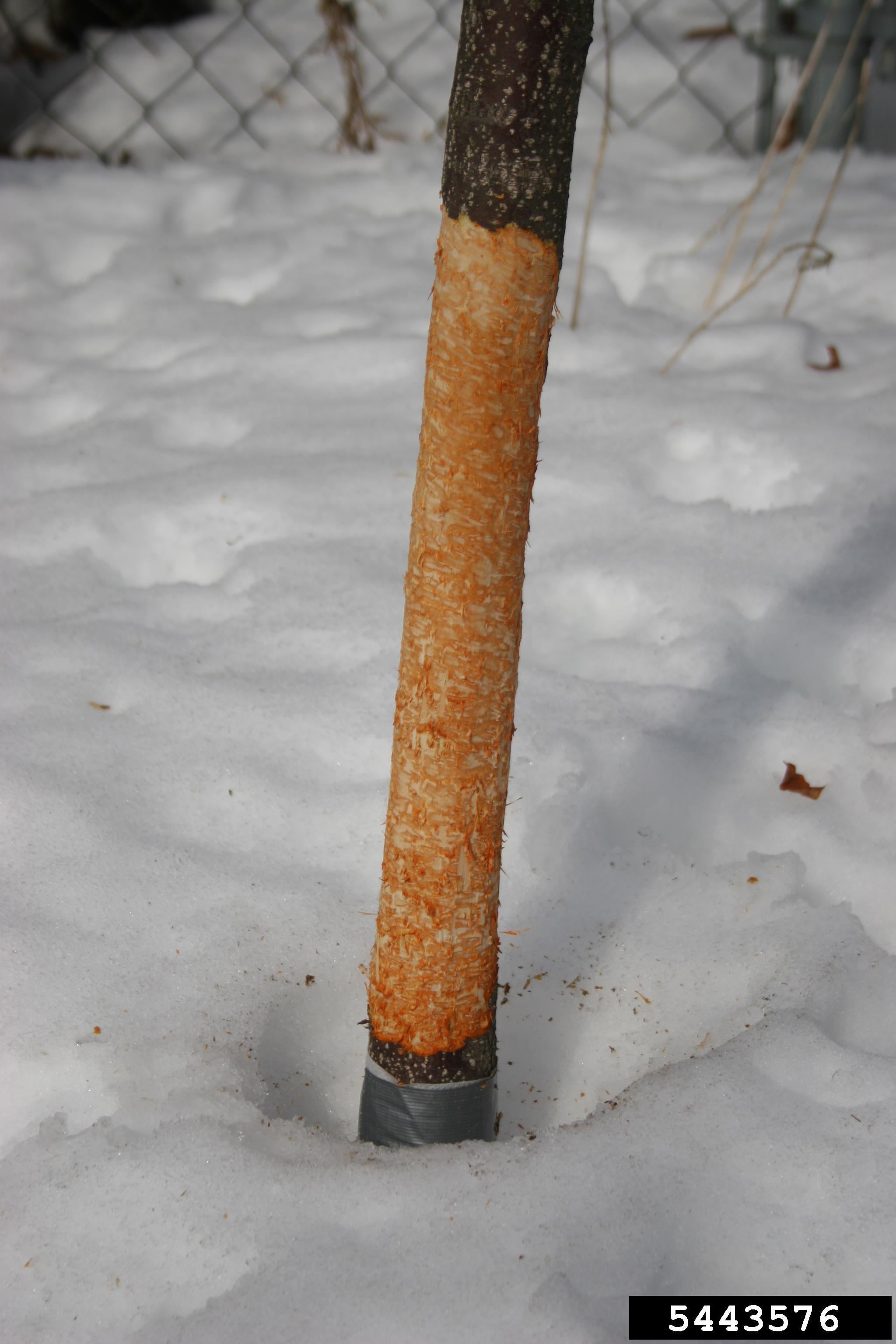 Rabbit feeding on grape trunks is similar to the damage shown here on an apple tree.  