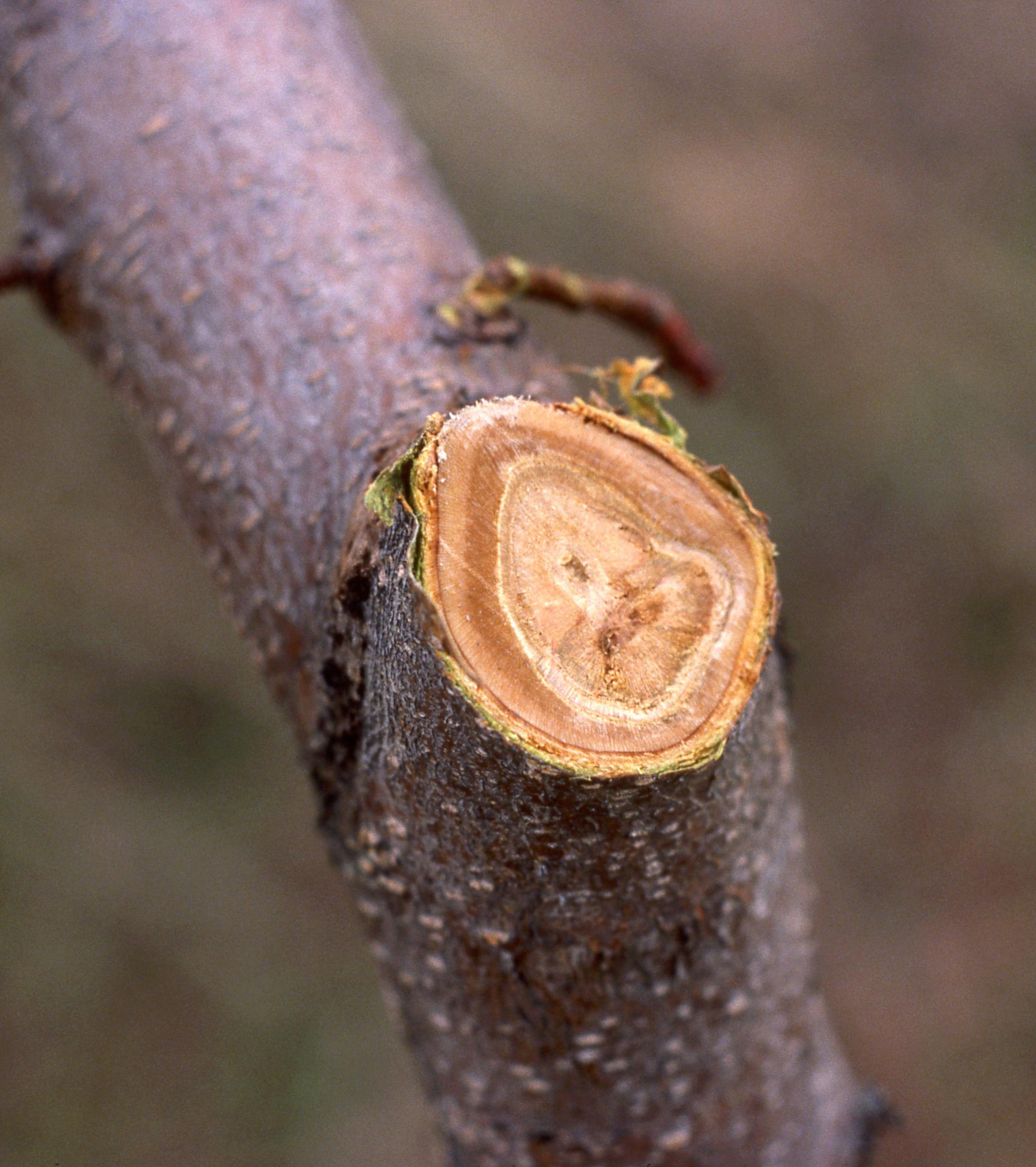 Cross section of branch showing xylem injury (blackheart). 