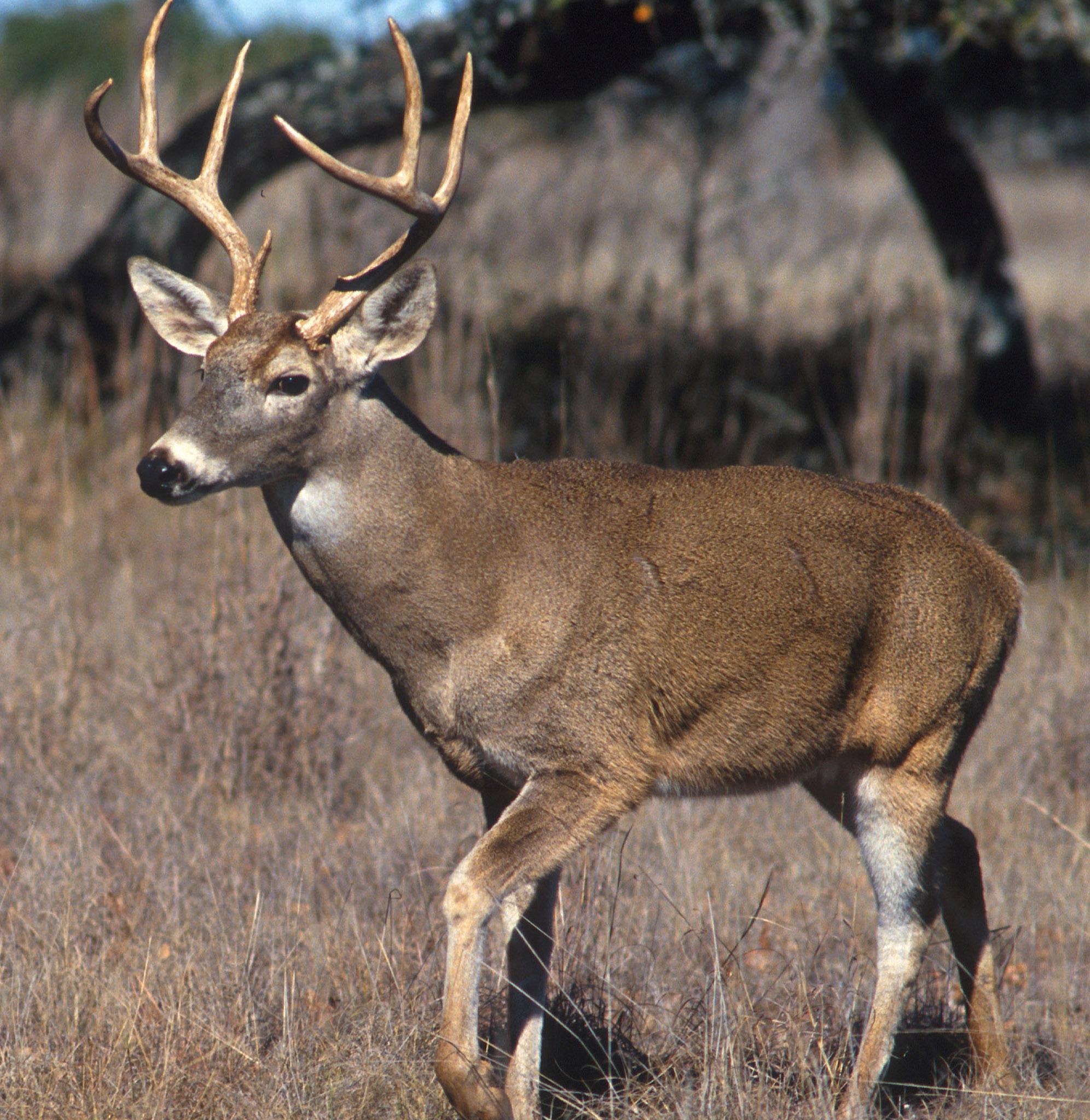 White-tailed deer and elk (Photo: Scott Bauer, USDA-ARS, Bugwood.org)