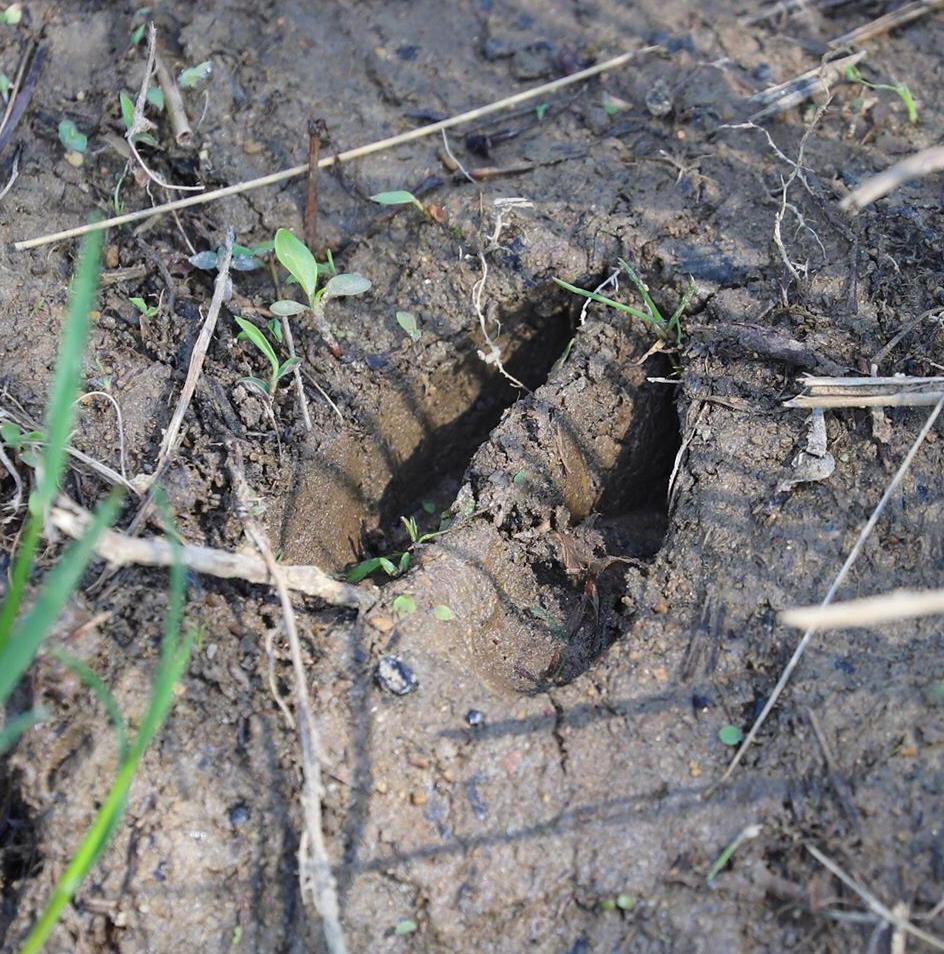 White-tailed deer tracks. 