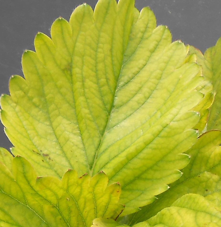 Close-up of iron deficiency foliar symptoms (Marcum, Richmond KY grower)