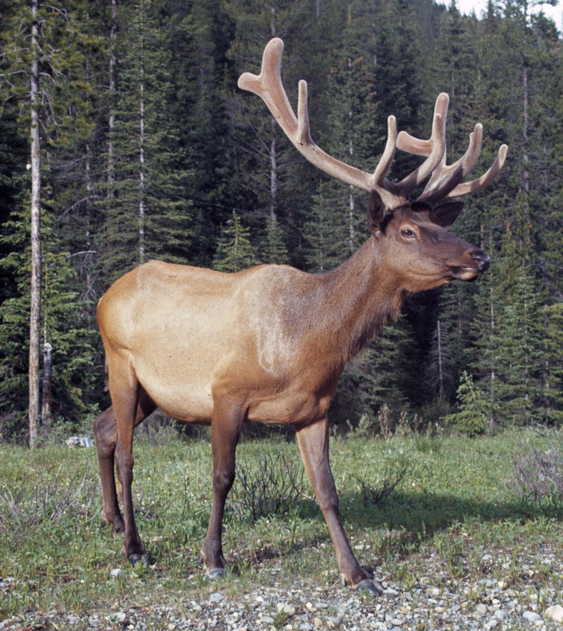 Elk. 