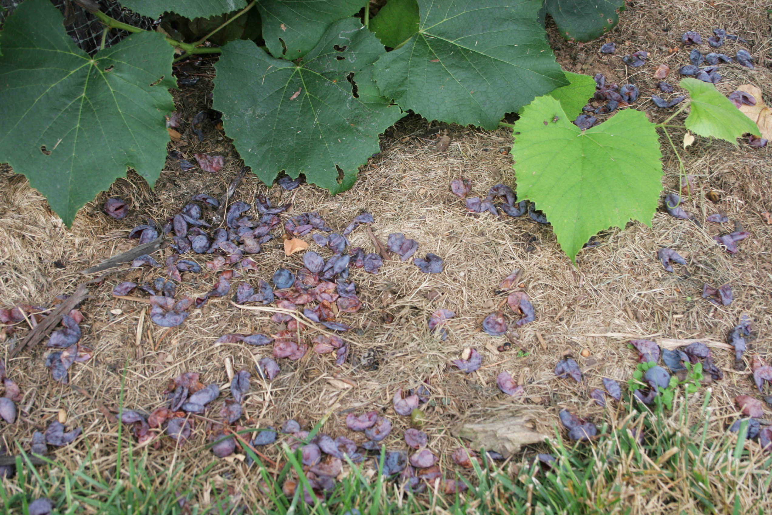 Grape skins left on the ground after raccoon feeding. 