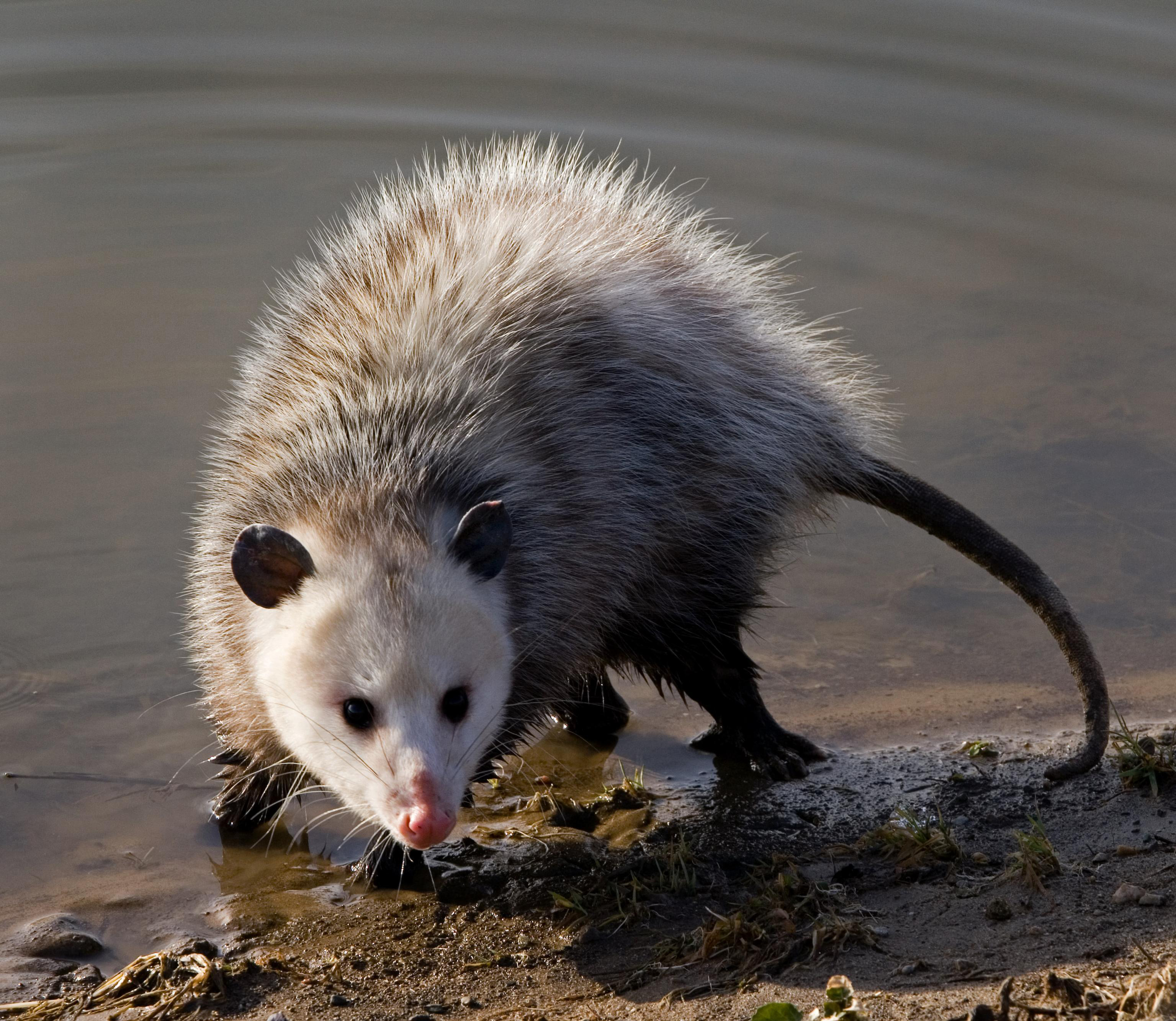 Opossum. 