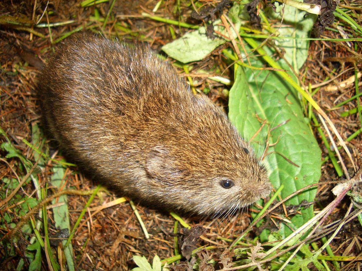 Meadow vole. 