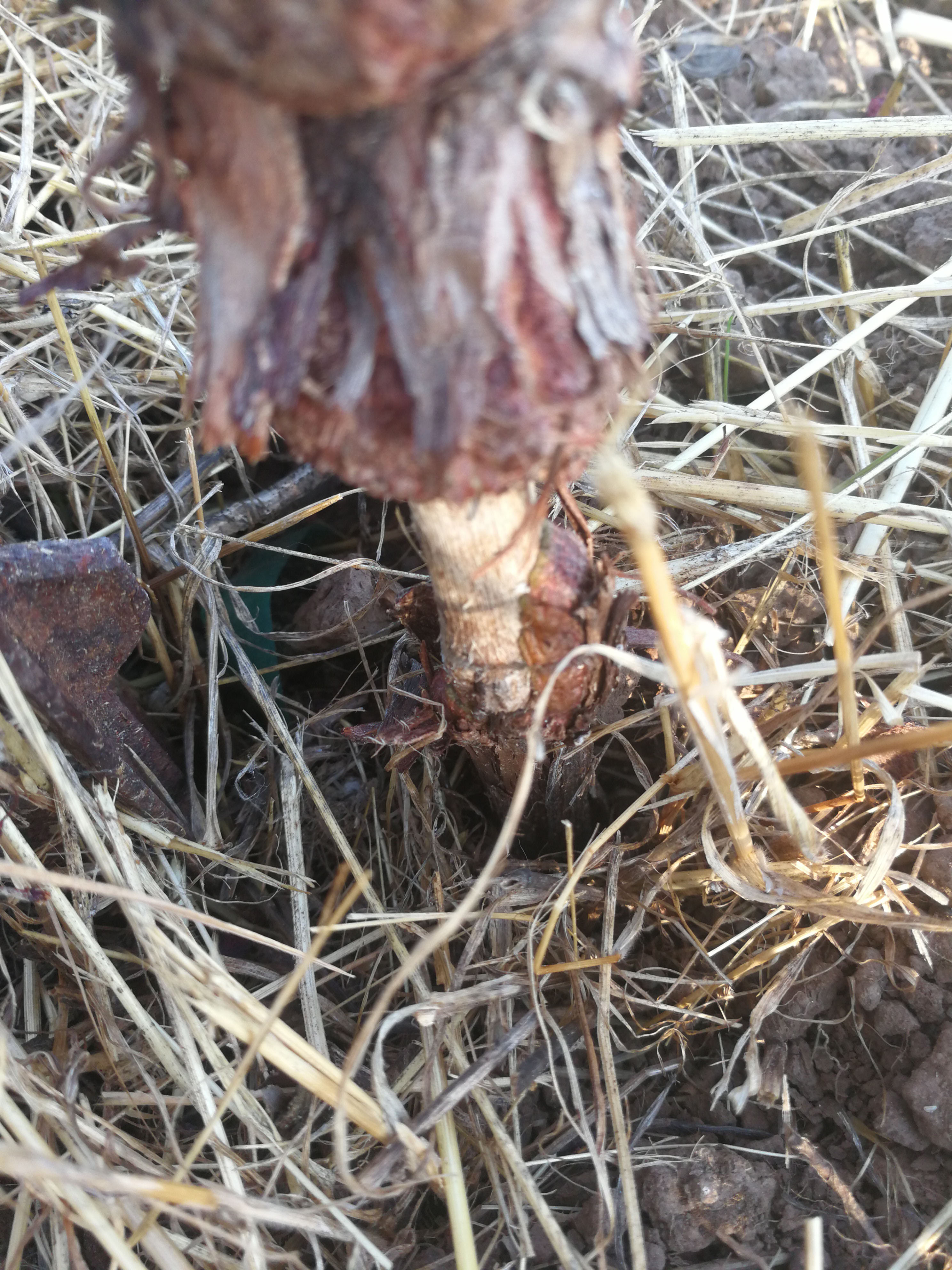 Vole feeding damage to trunk. 