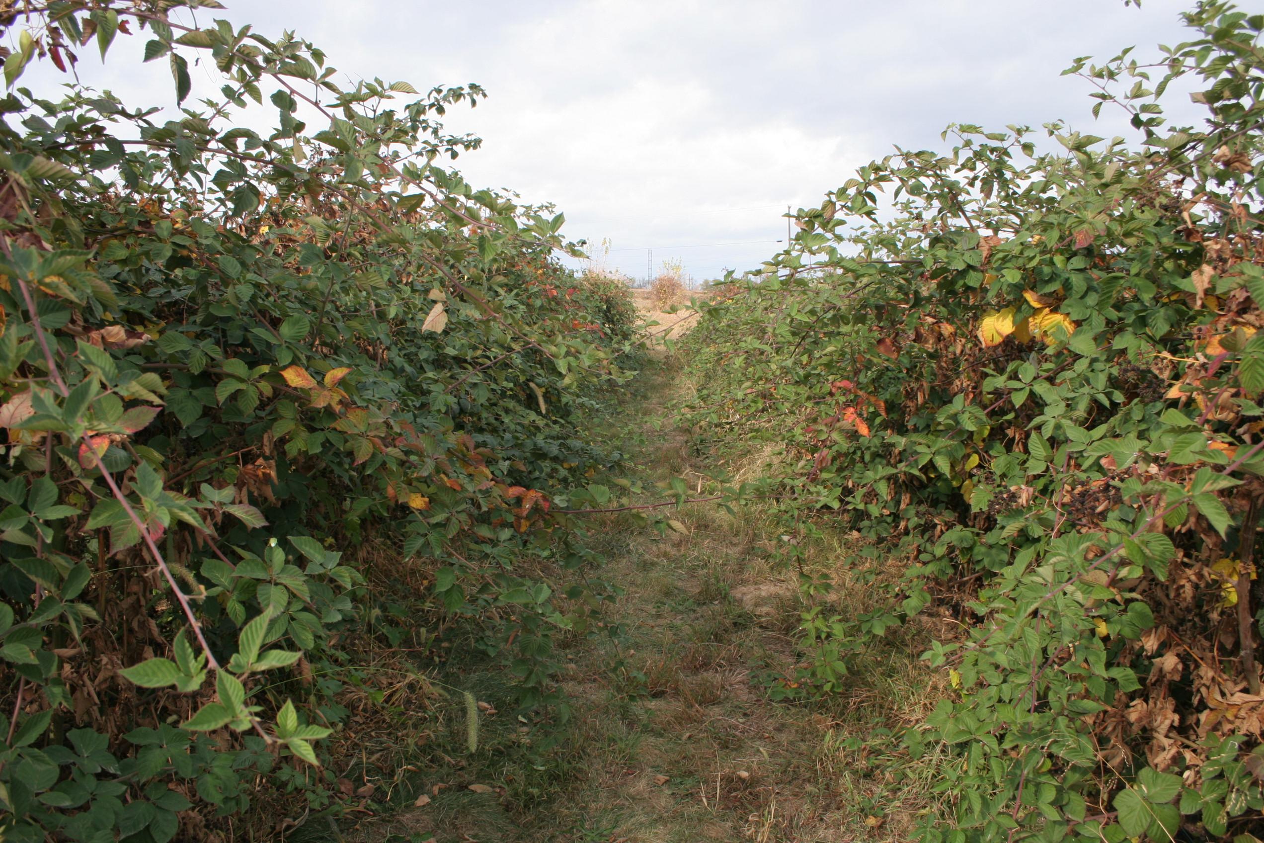 Extensive cane growth due to excessive nitrogen use. 