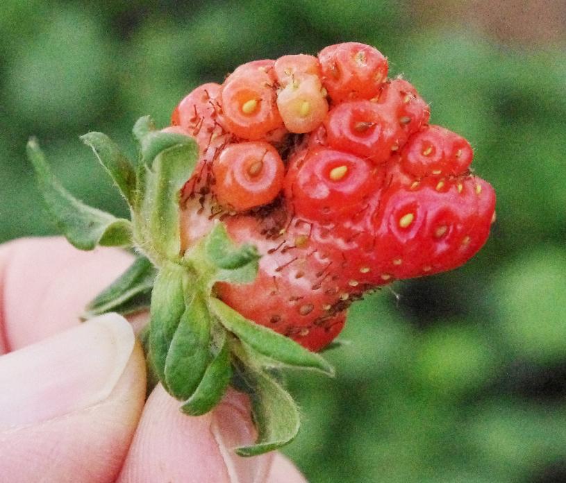 Misshapen fruit as a result of a lack of achene development when pollination did not occur (Strang, UKY)