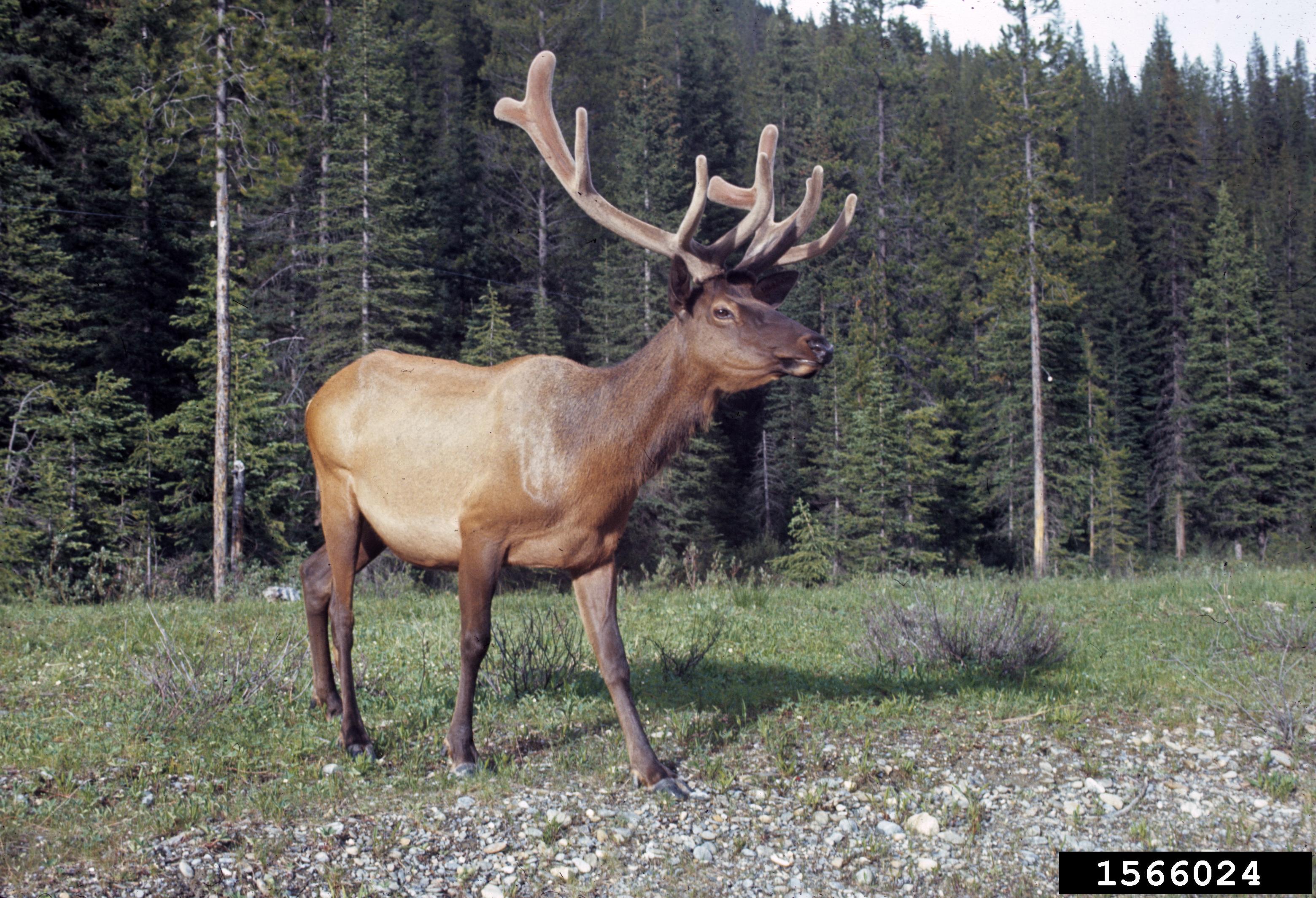 Elk. 