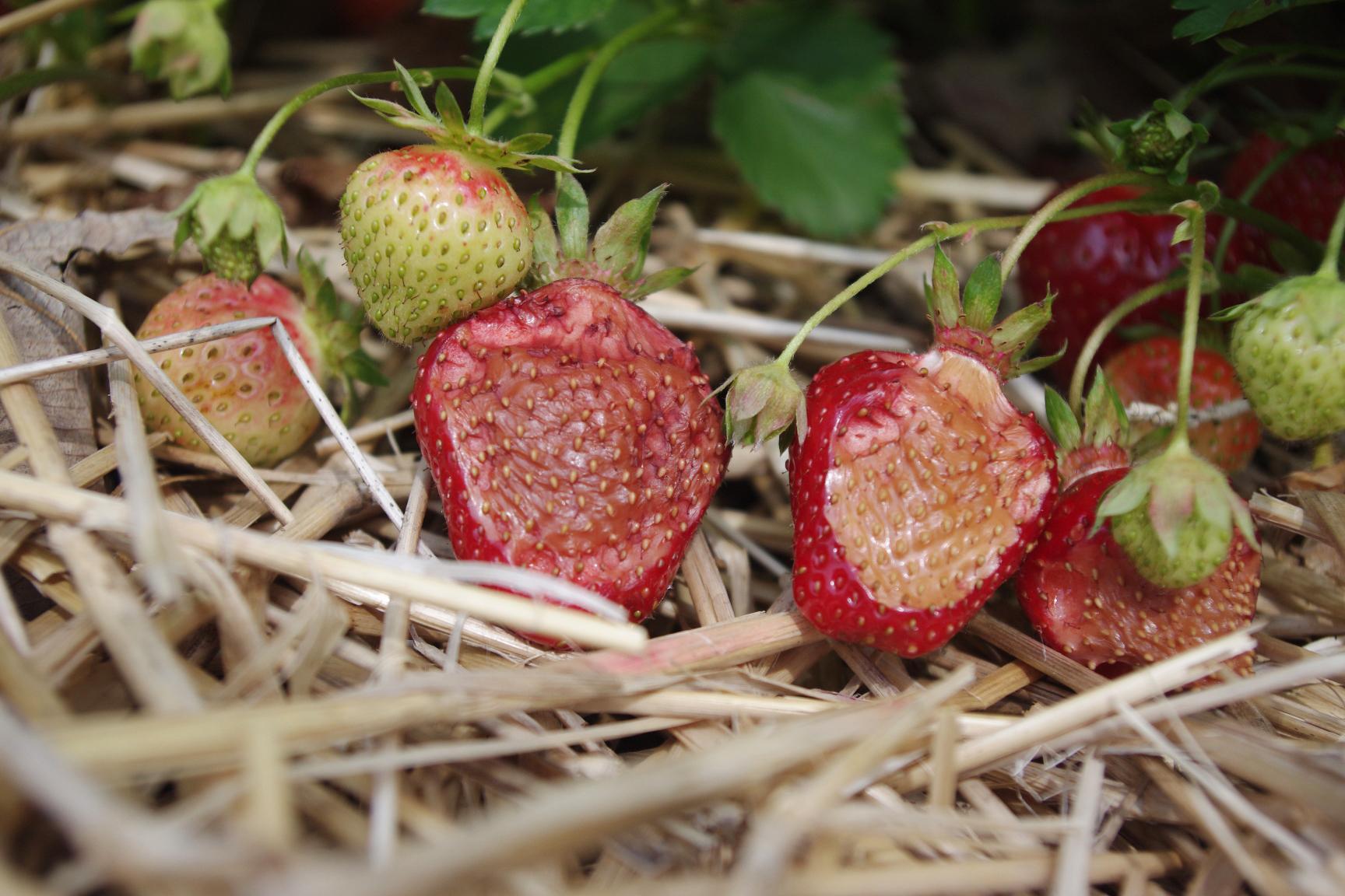 Sunburned fruit (Strang, UKY)