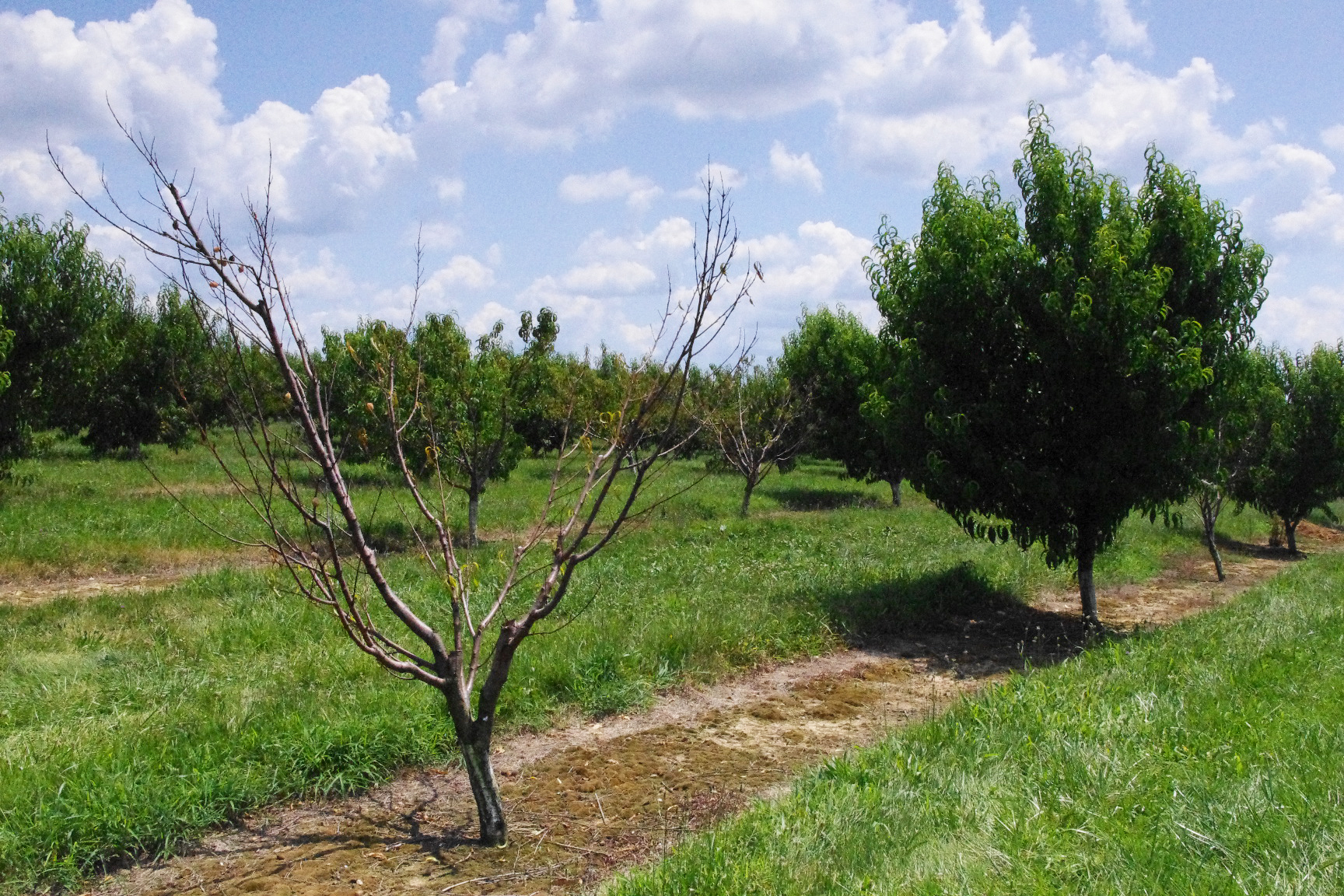 Planting too deeply predisposed this tree to Phytophthora infections and led to tree death. 