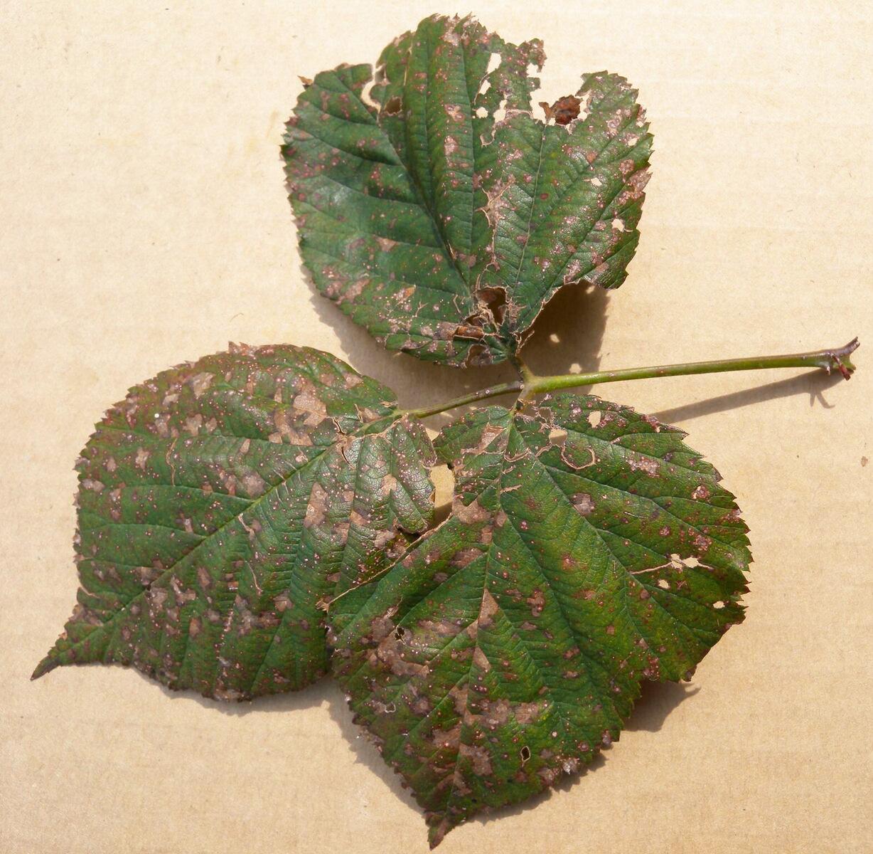 Cercospora leaf spot (Photo: Brenda Kennedy, UKY)