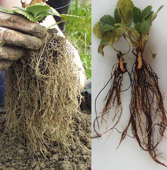 Black root rot (left) compared to healthy roots (right) (Louws, North Carolina State University)