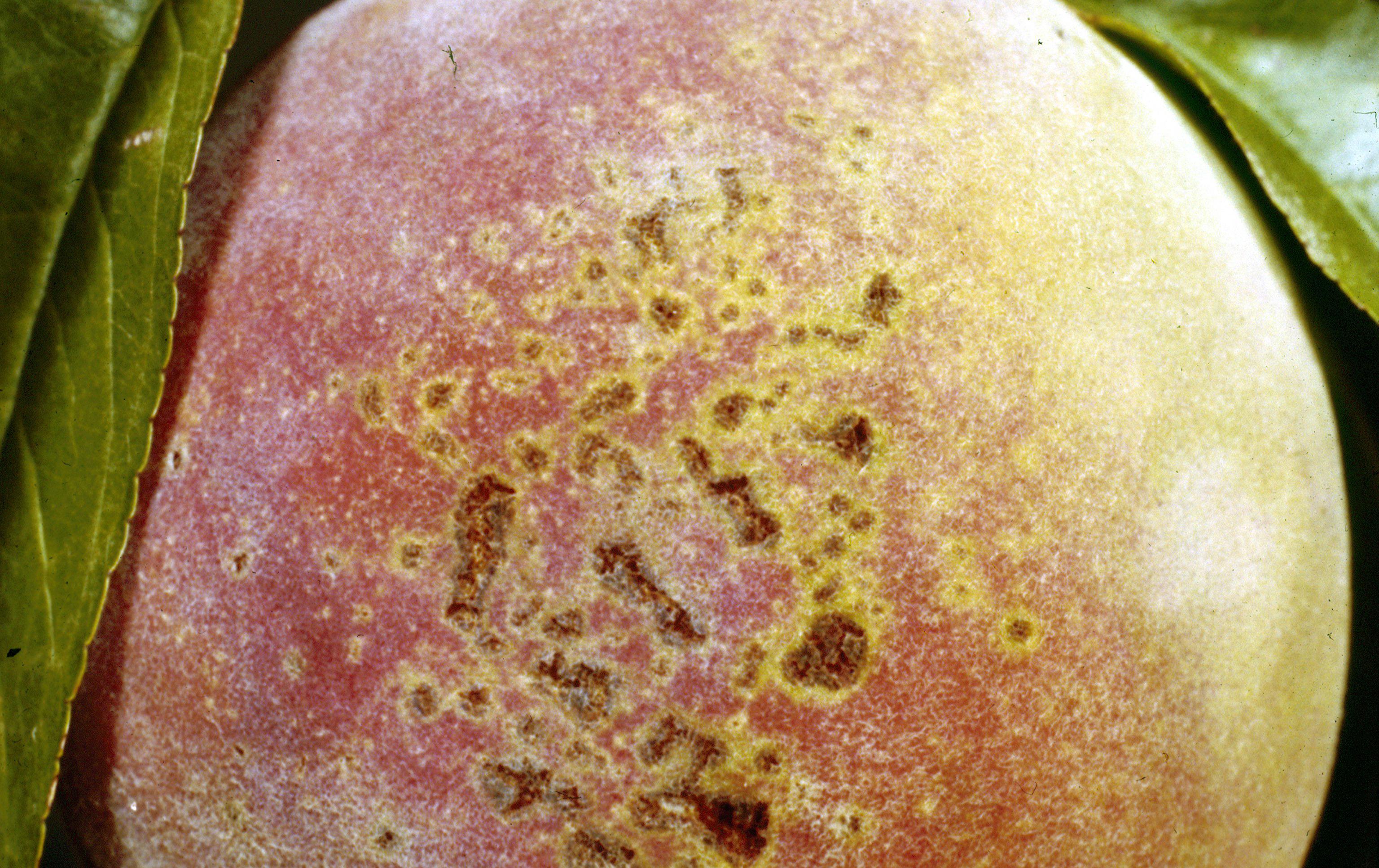 Bacterial spot later damage on fruit. 