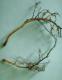 Black root rot complex