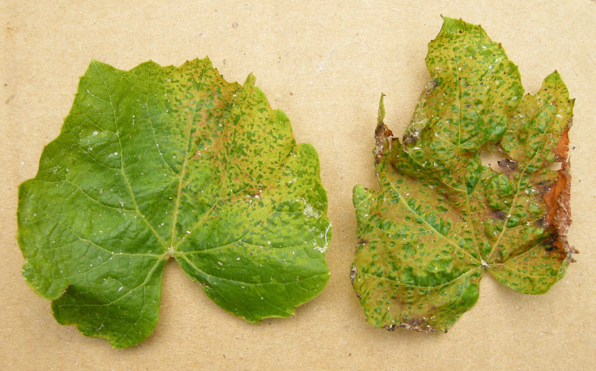 Leaf distortion caused by freeze injury that occurred during the bud stage. 