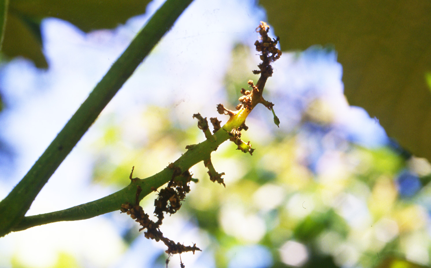 Frost-injured flower cluster in which blooms were killed. 