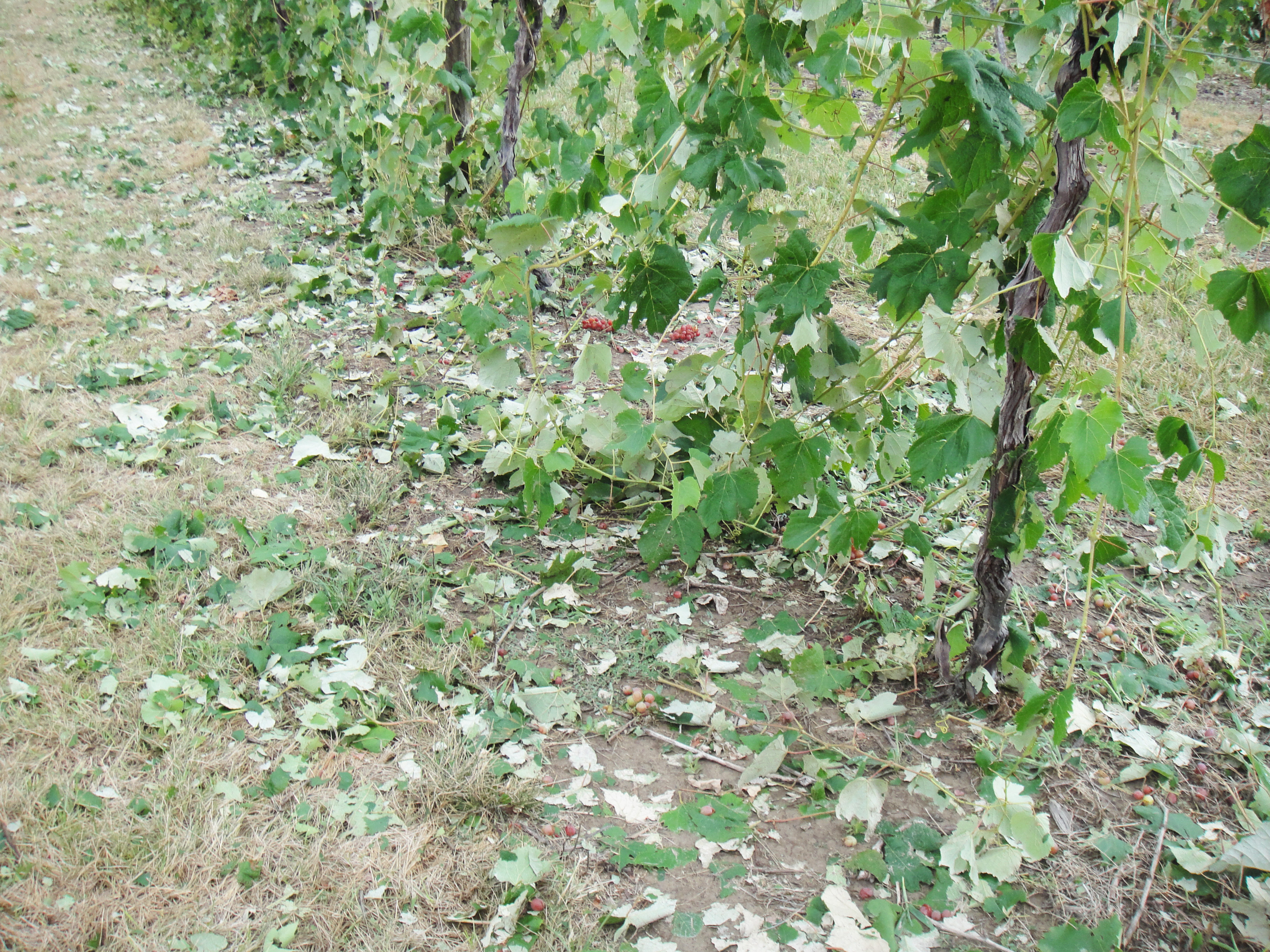 Leaves torn from vines as a result of hail damage. 