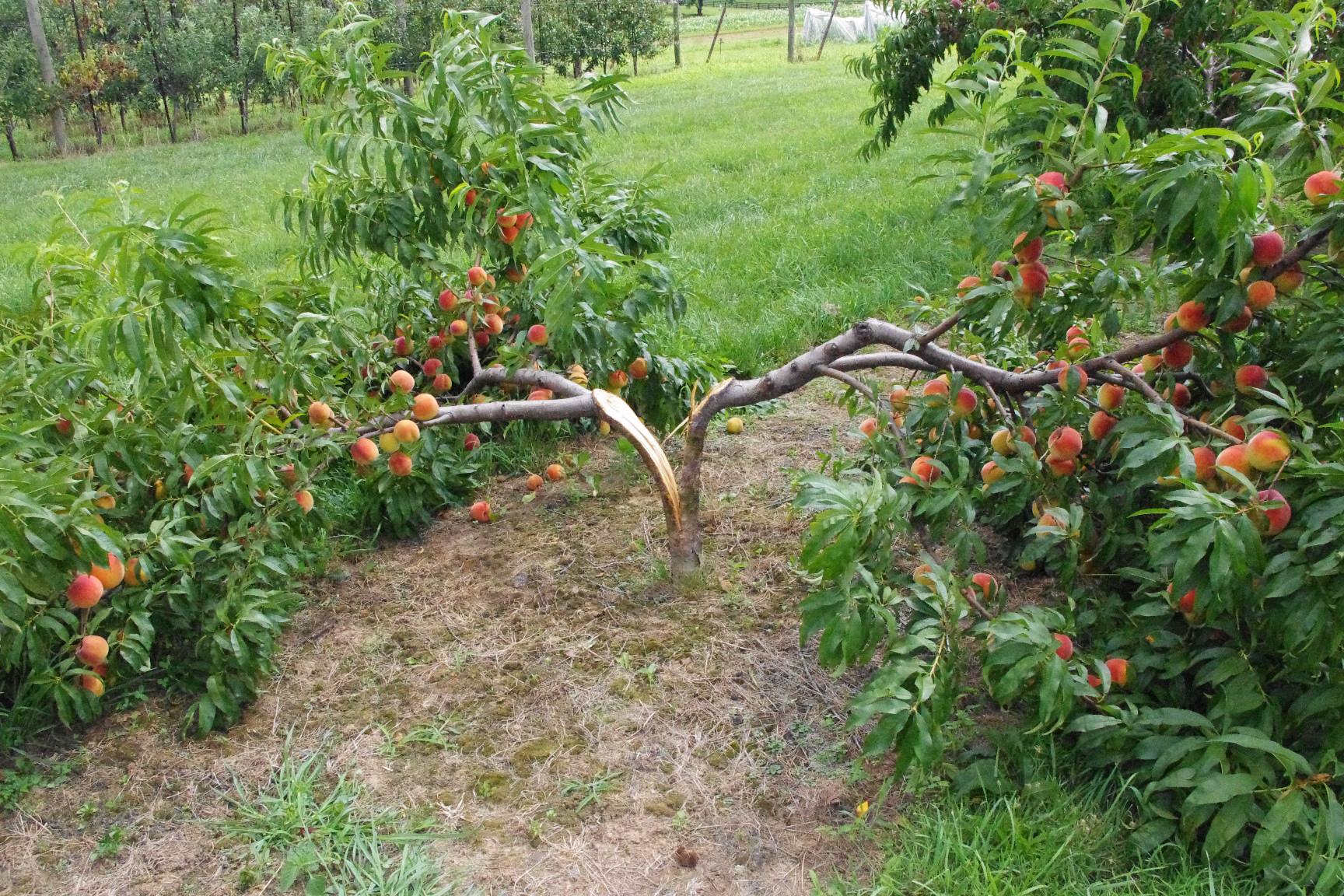 Split trunk due to a heavy fruit crop. 