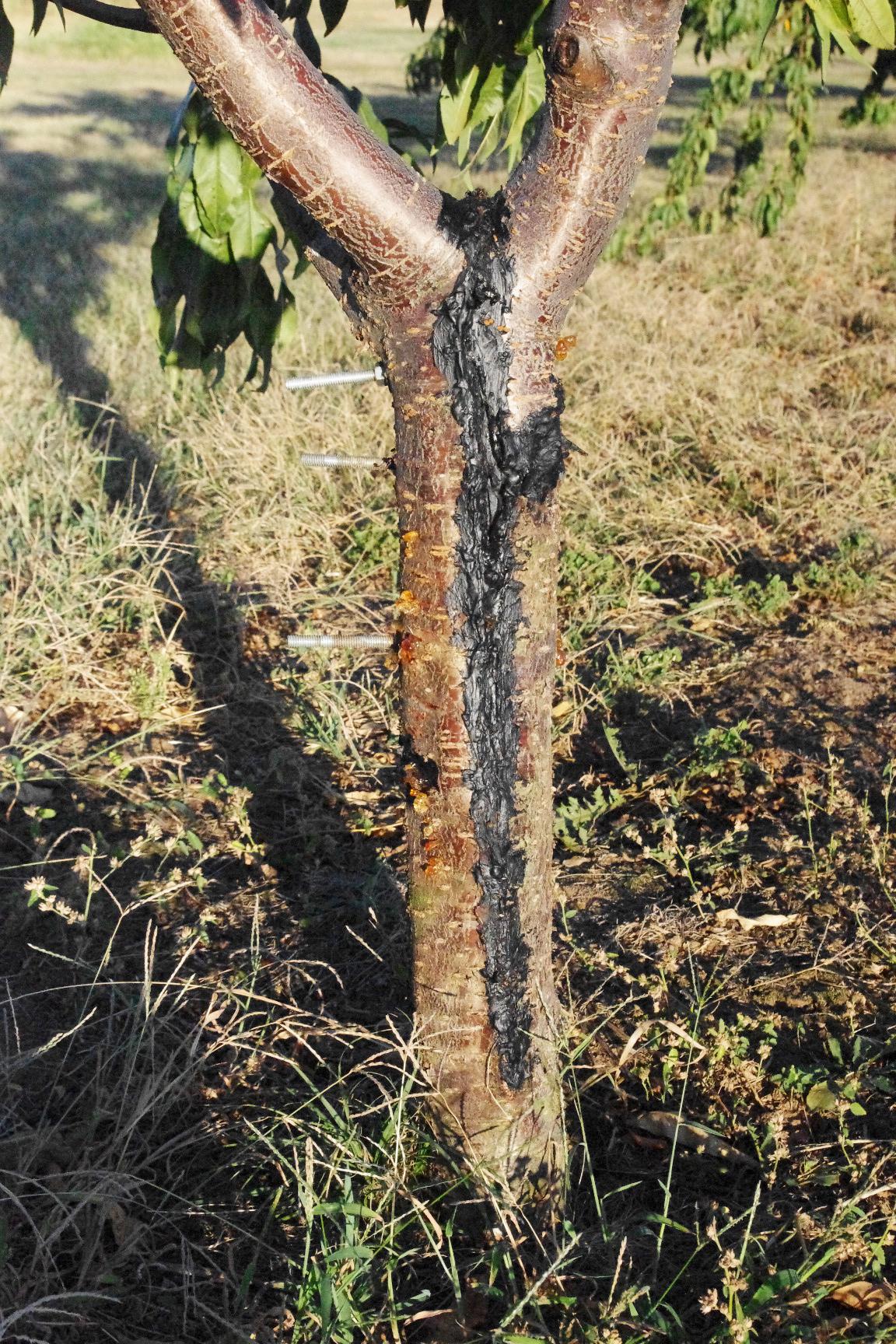 Split trunk after repair using bolts and wound dressing. 