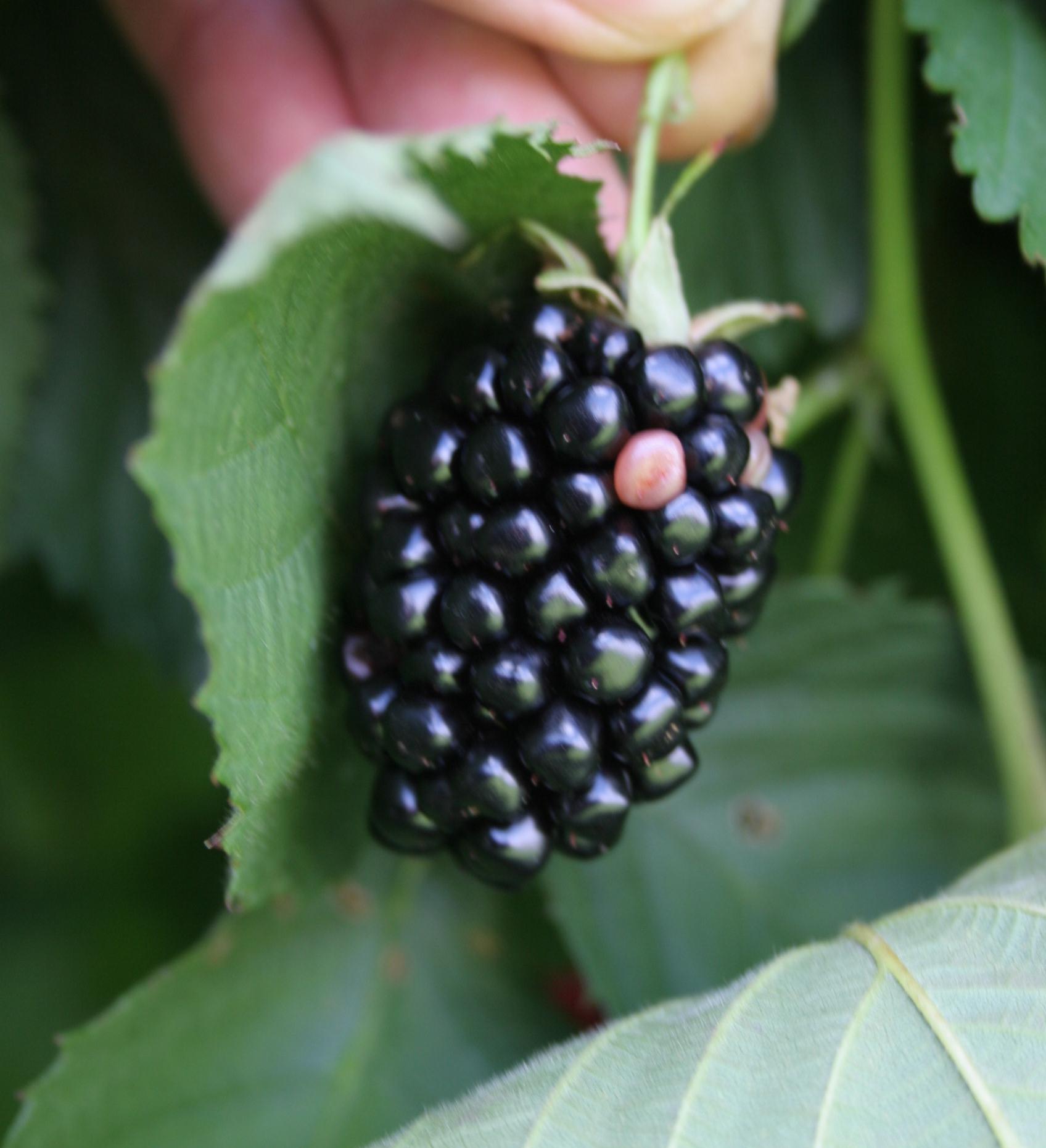 White drupelet. (Photo: John Strang, UKY)