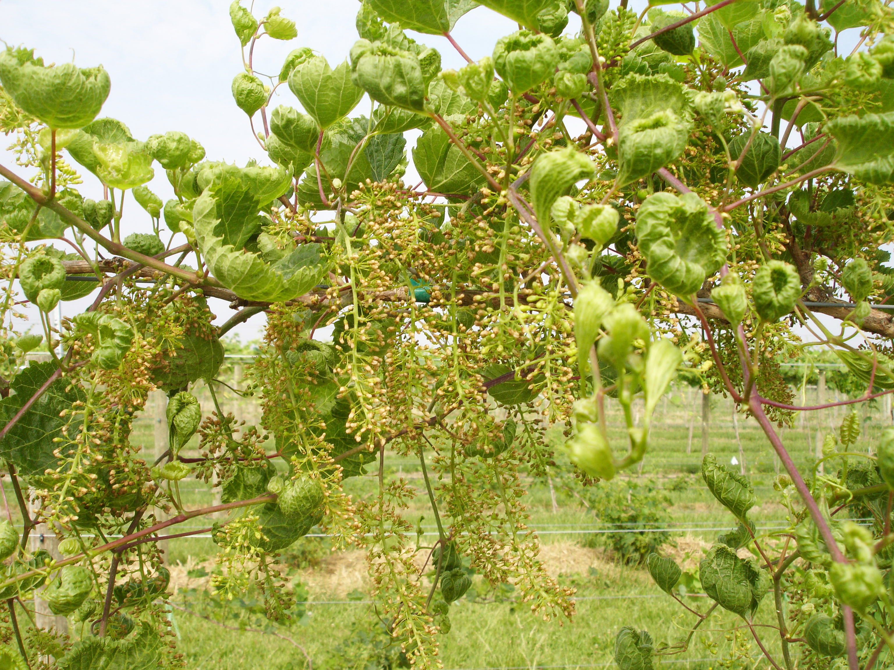 Dicamba injury to grape foliage. 