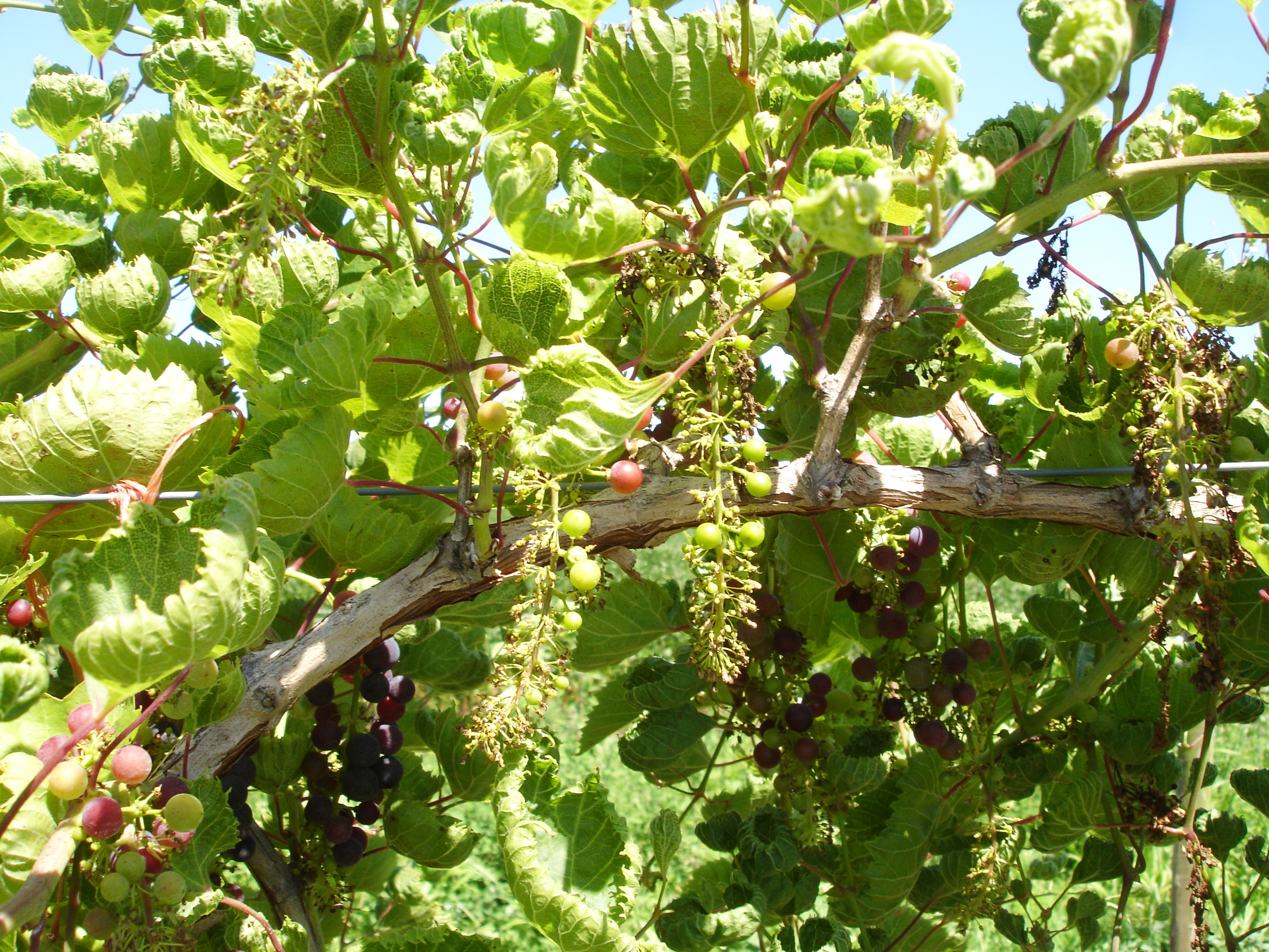 Reduced fruit set due to dicamba. 