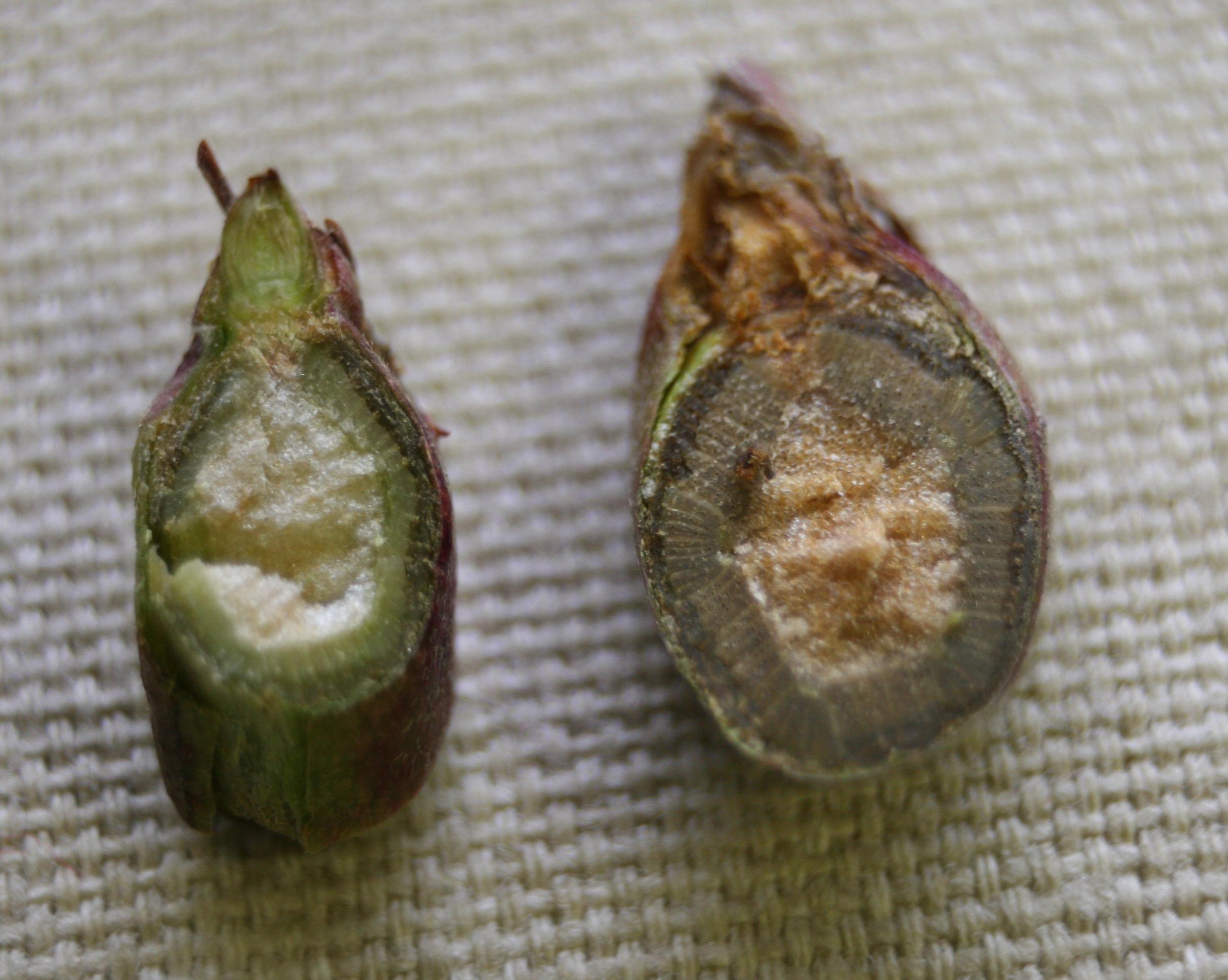 Cross-section of winter-injured cane (right) with healthy (left). 