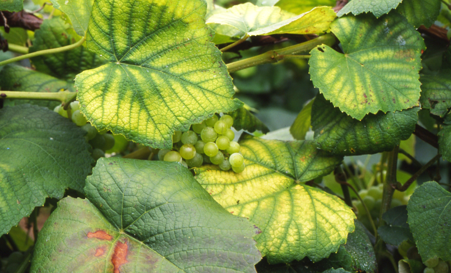 Simazine injury to grape foliage. 