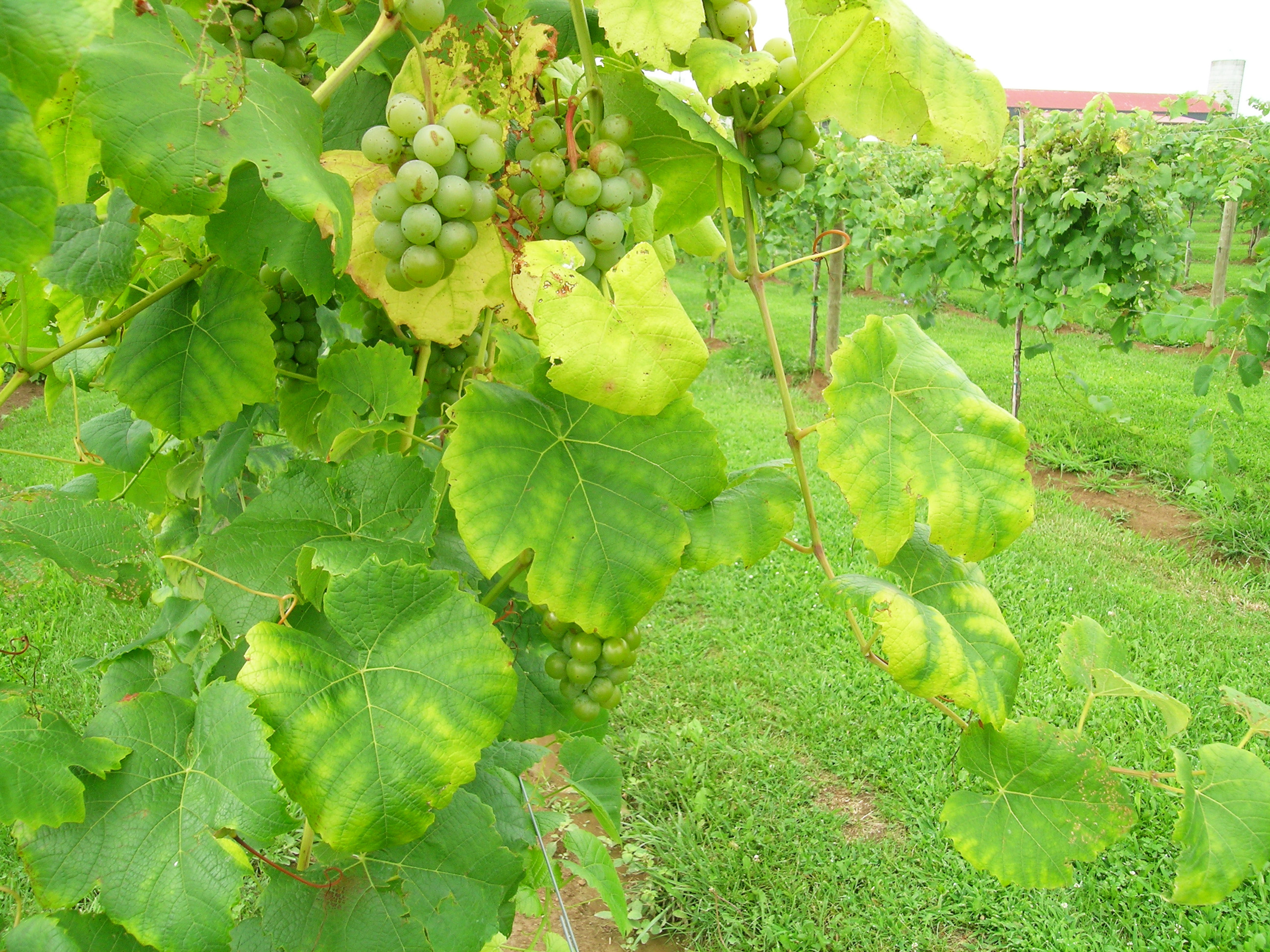 Magnesium deficiency on green-fruited grape. 