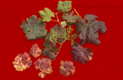 Magnesium deficiency on red grape. 