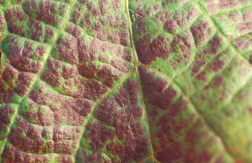 Close-up of magnesium deficiency symptoms on red grape foliage. 