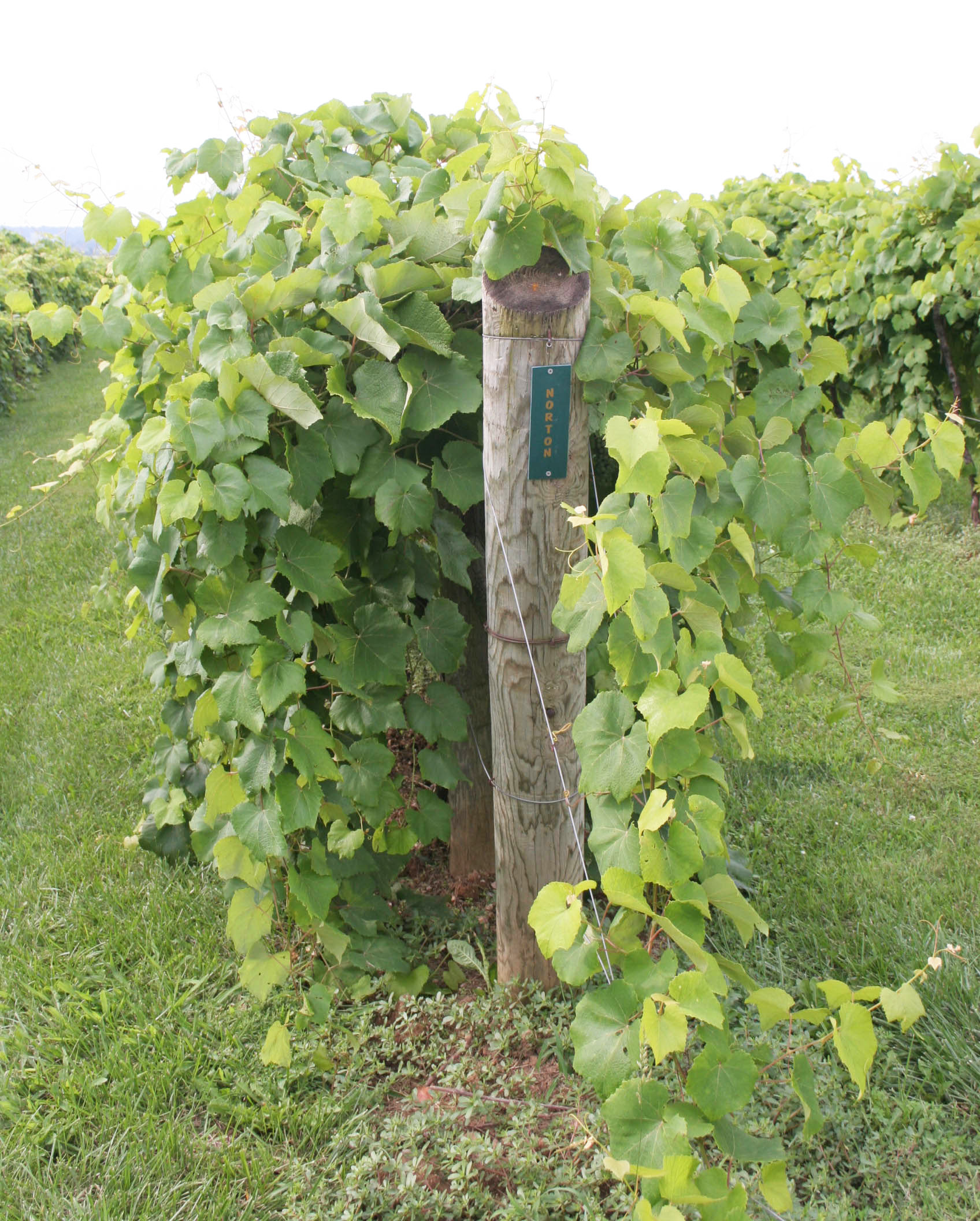 Pale foliage due to nitrogen deficiency. 