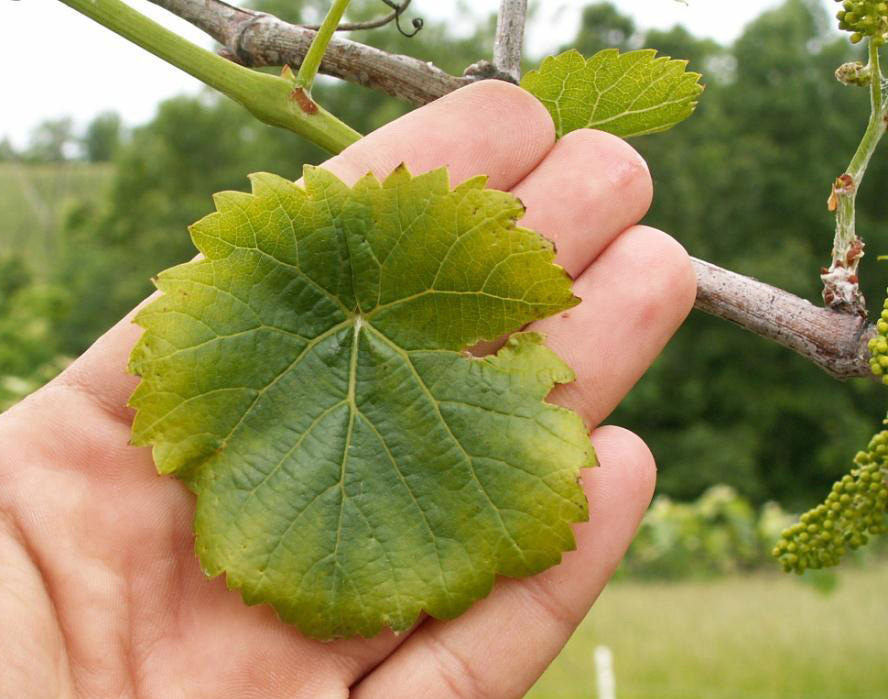 Interveinal and marginal chlorosis caused by potassium deficiency. 