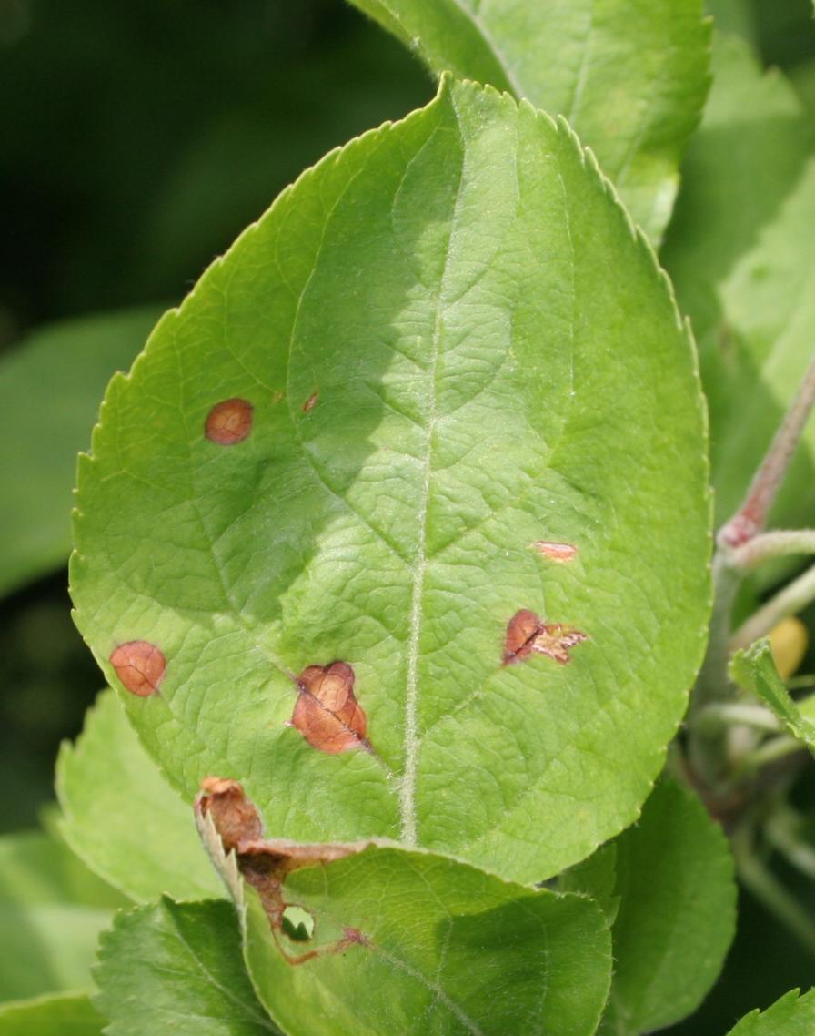 Frog eye leaf spot symptom (Strang, UKY)
