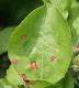 Frog eye leaf spot