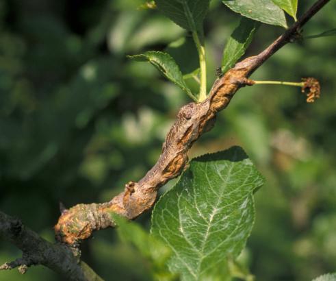 Early black knot symptoms. 