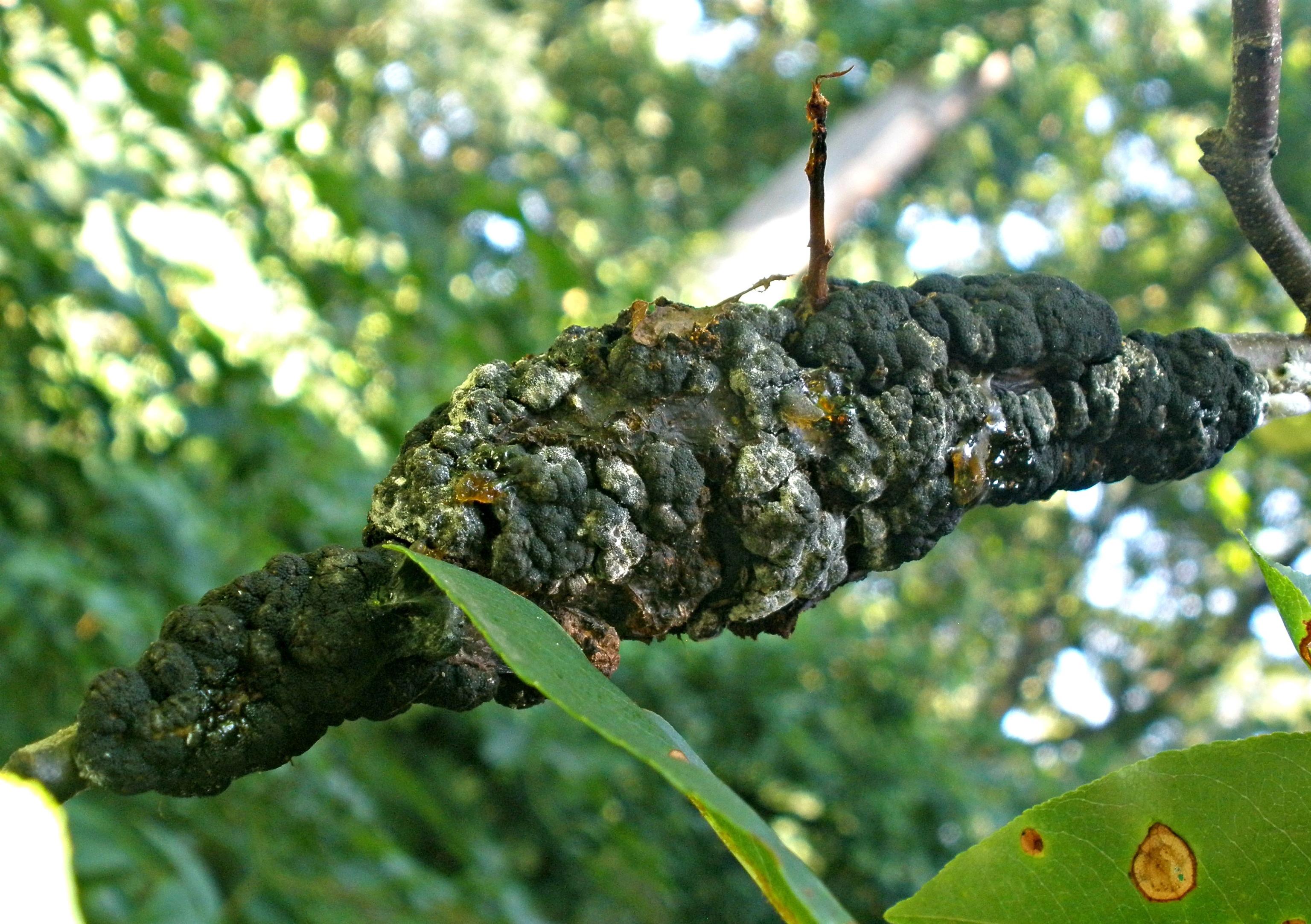 Advanced black knot symptoms later in the season. 