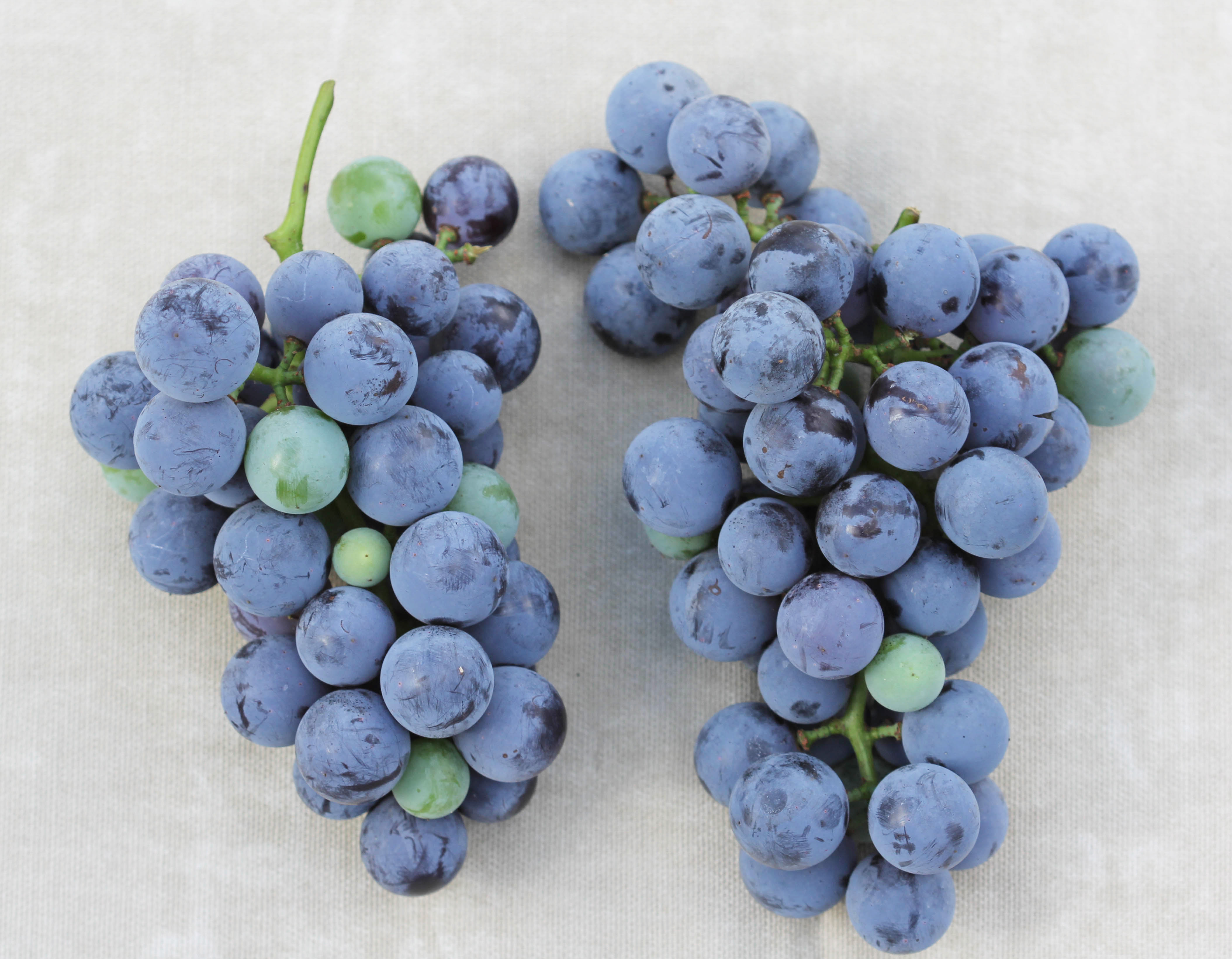 Uneven ripening in 'Concord' grape. 