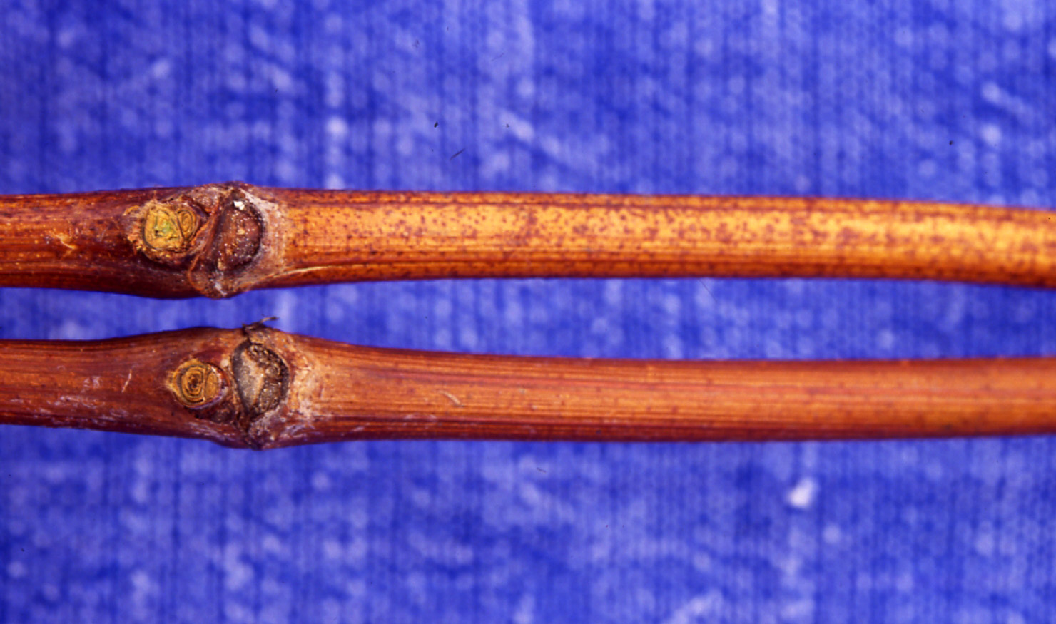 Winter-injured primary bud (bottom) compared to live bud (top). 
