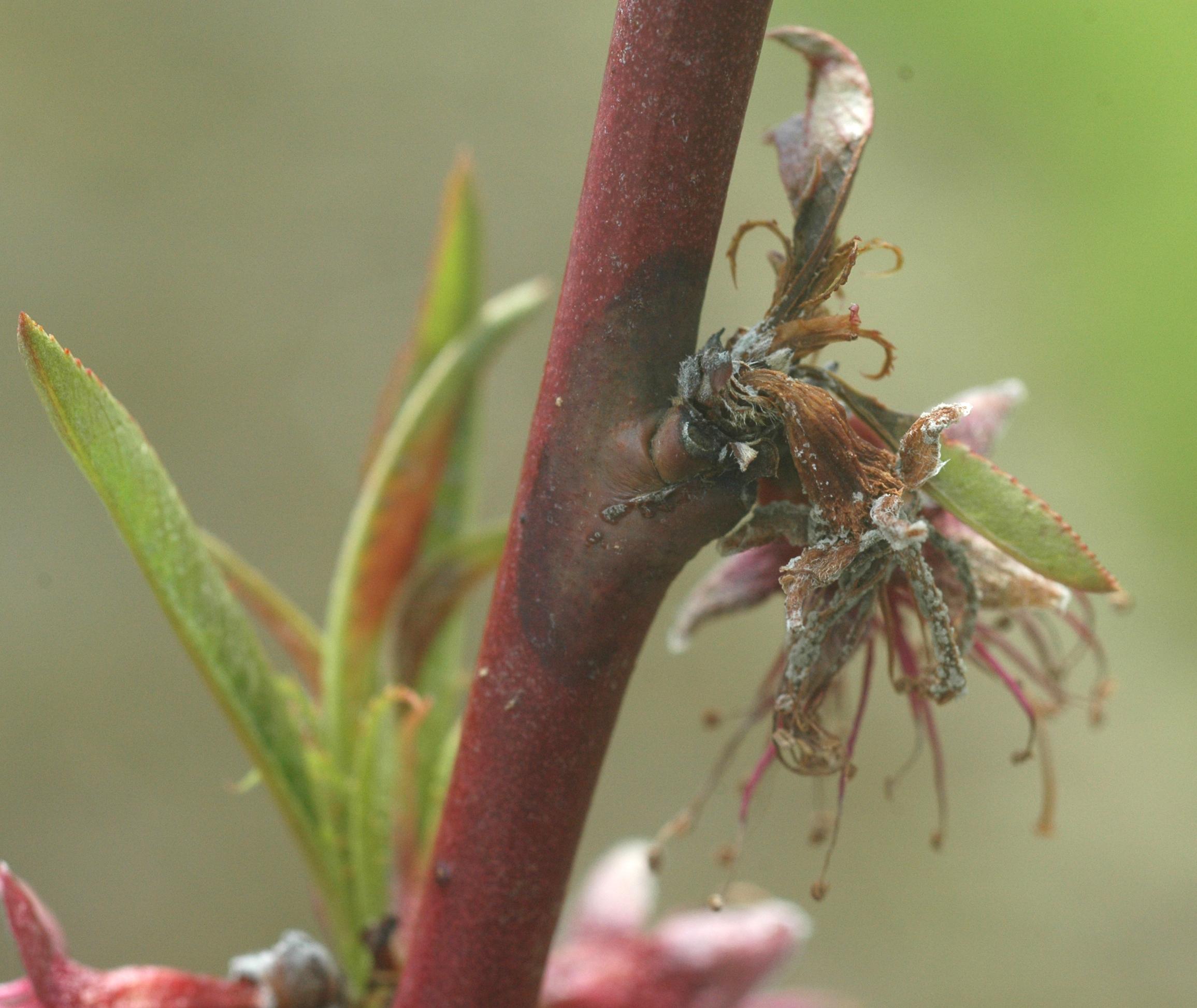 Brown rot blossom blight. 